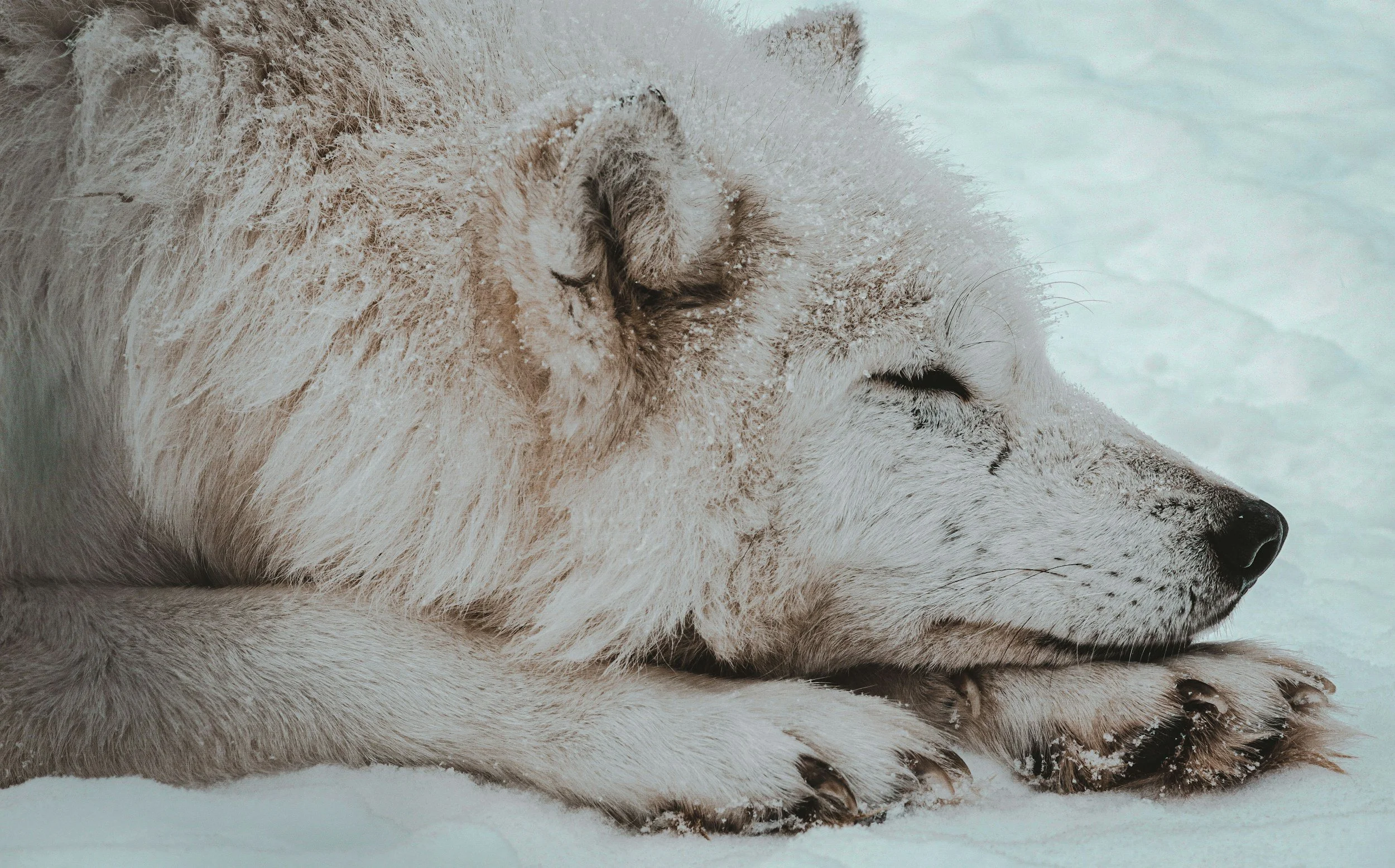 Close-up of a sleeping Husky dog lying on snow with its eyes closed and head turned slightly to the side.
