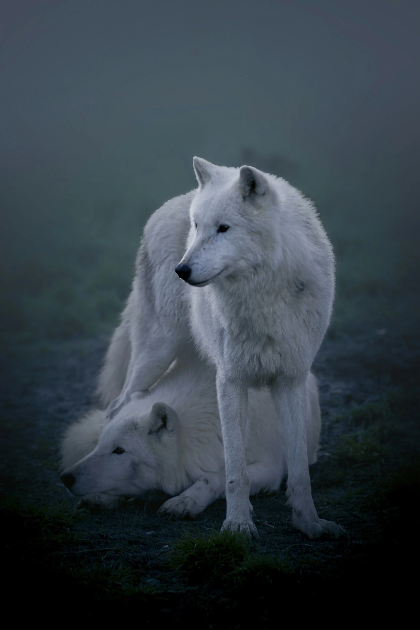 Two white Arctic wolves in a grassy area during dusk, one standing and the other lying on the ground.