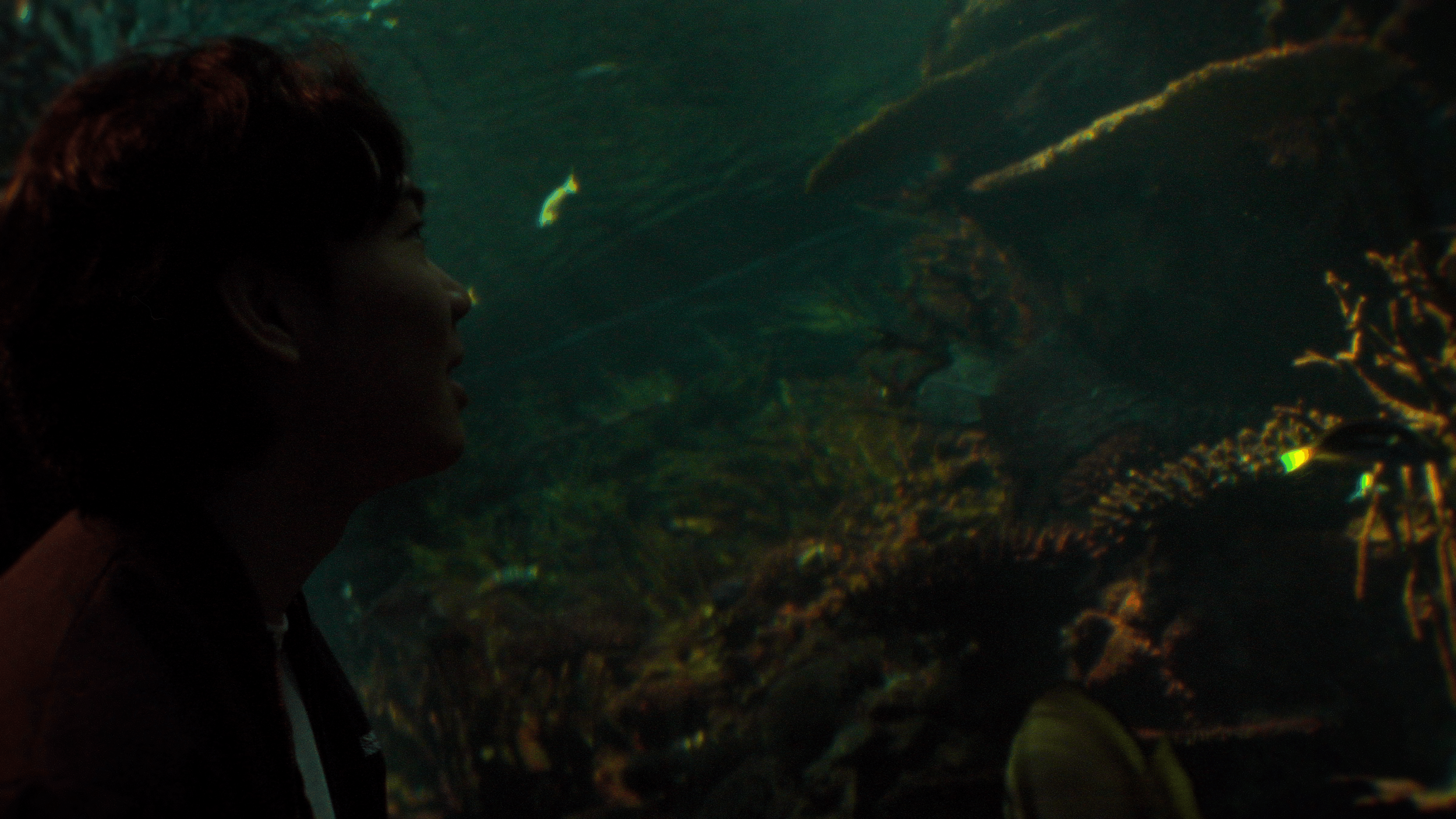 A person with dark hair and glasses observing undersea creatures, including a large lobster, in an aquarium.