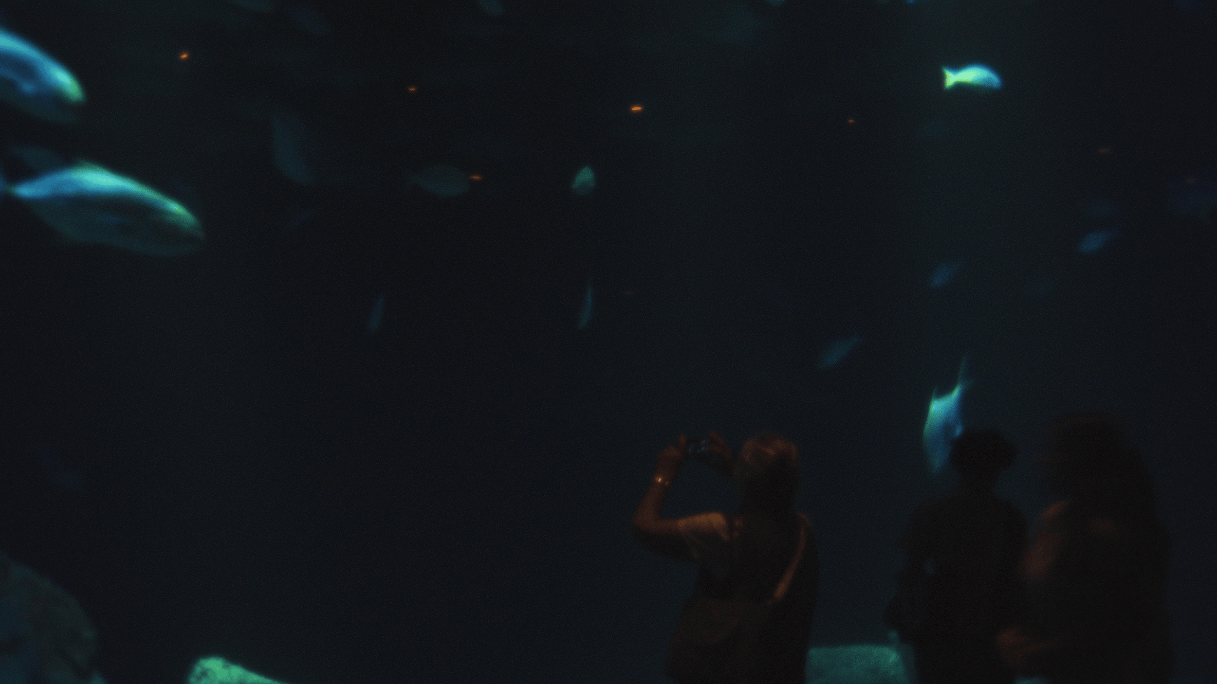 Person taking a photo or observing glowing fish in an underwater environment at night.
