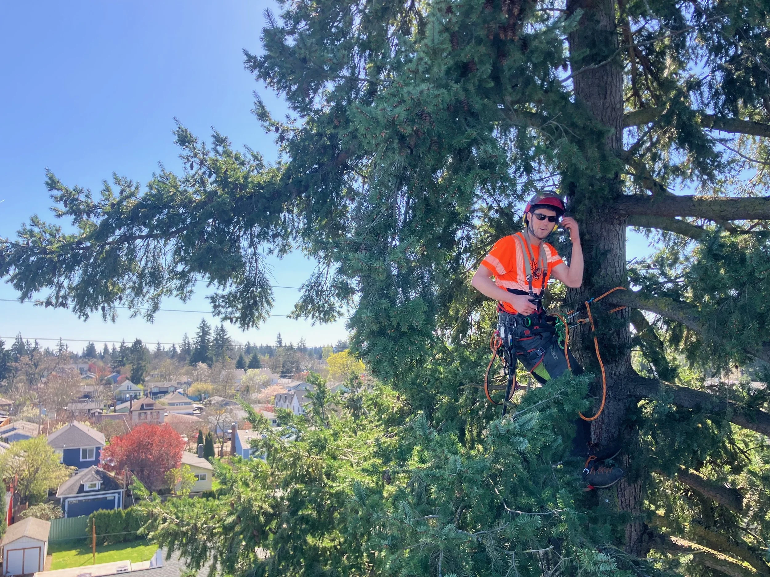 Pruning