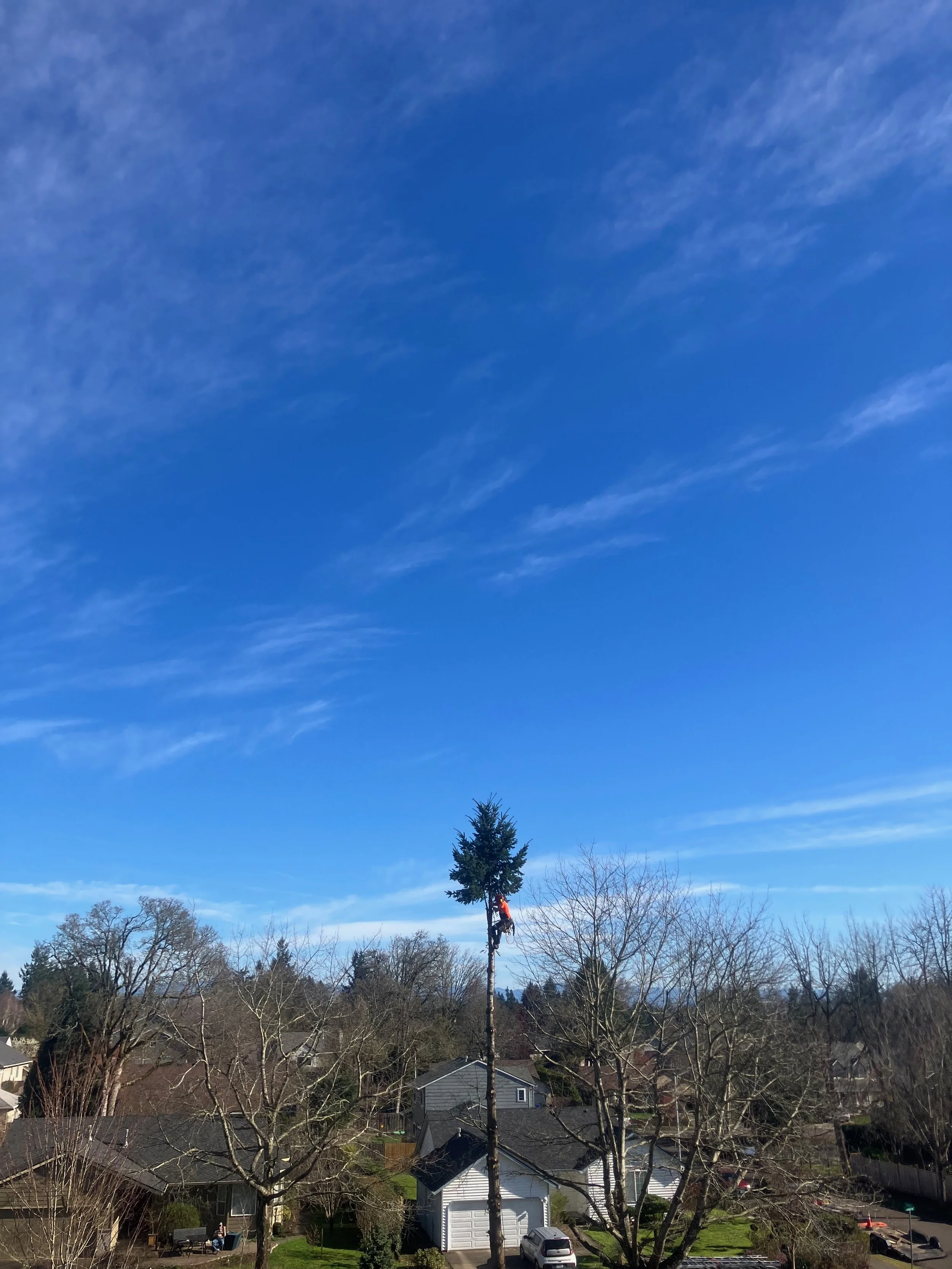 Tree Removal