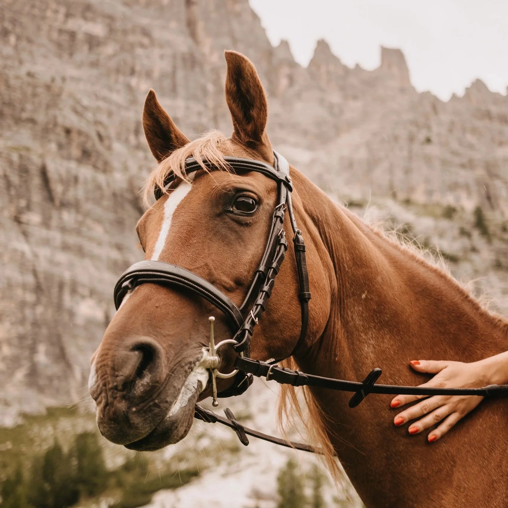 Cavallo marrone con briglia in un paesaggio montano verde