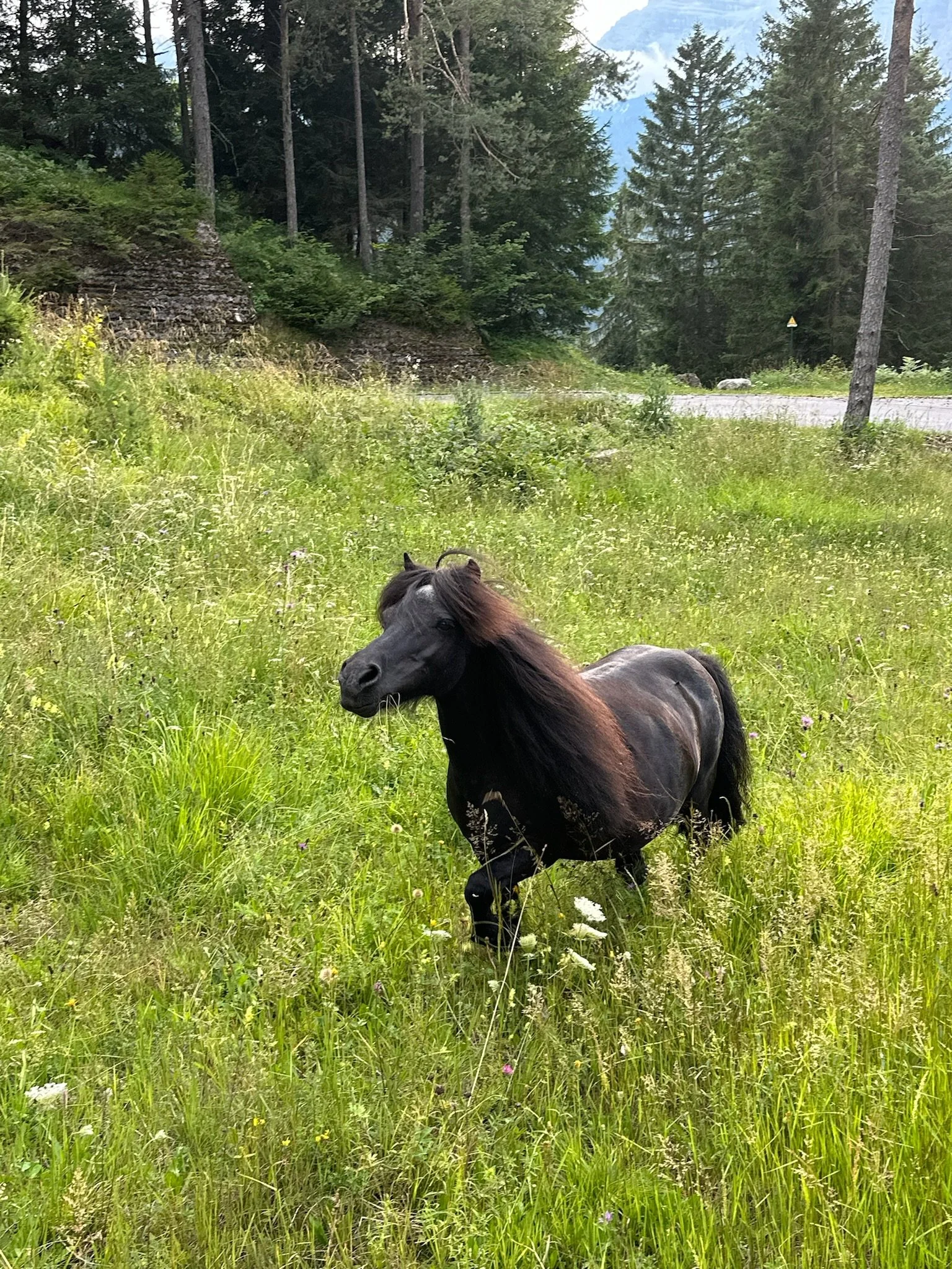 Un cavallo nero che si trova in un prato verde con erba e fiori, circondato da alberi e montagne sullo sfondo.
