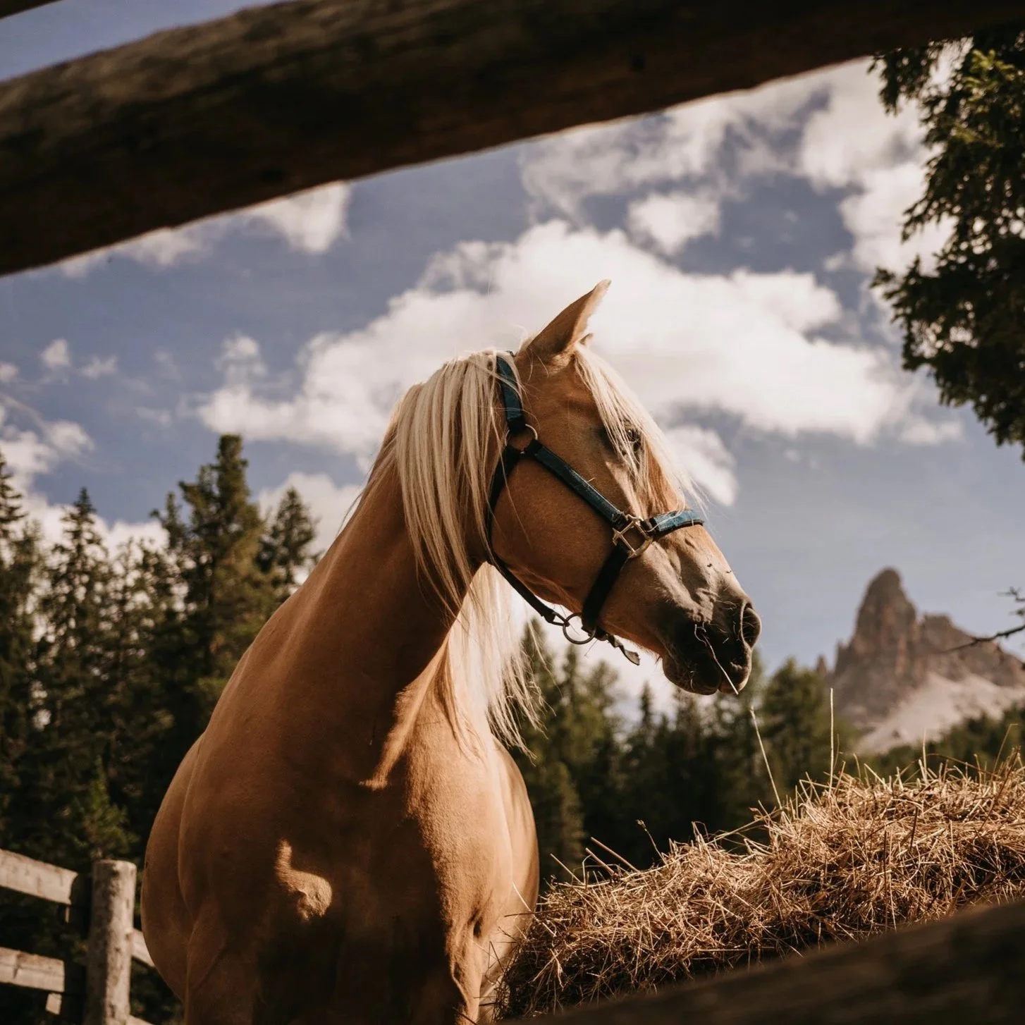 Donna che cavalca un cavallo in un bosco di alberi alti e fogliame fitto.