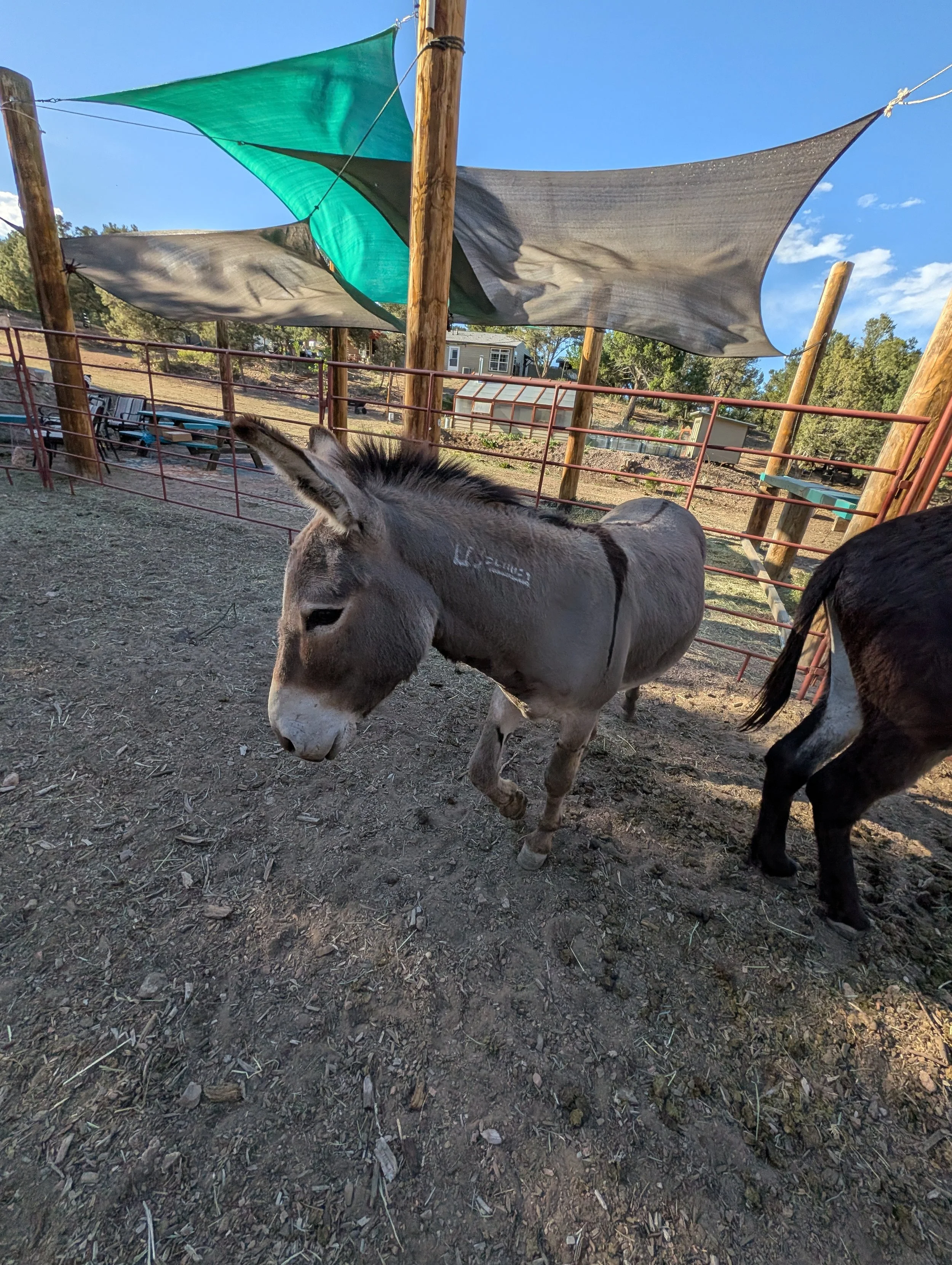 Young donkey in a pen at a farm with trees and buildings in the background, under a blue sky, and shade cloths overhead.