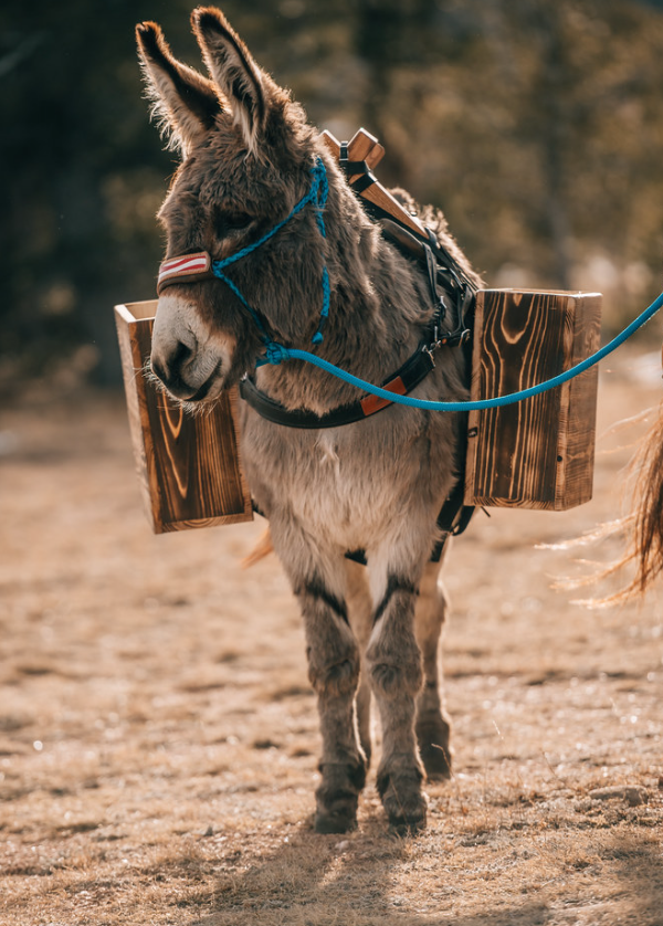 A donkey with a harness, two wooden packs on its sides, and a blue lead, standing on dirt outdoors.