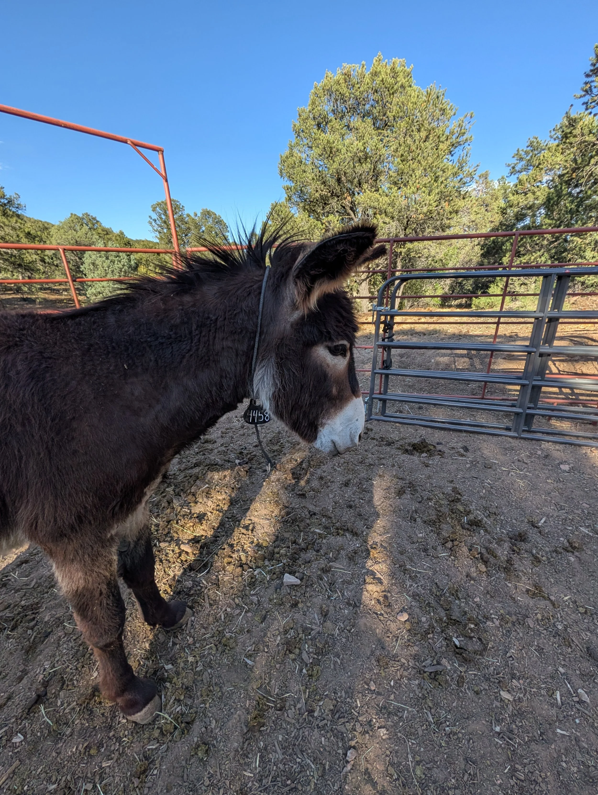 A close-up of a donkey's head with a tag numbered 4458, standing on dirt ground with a metal fence and trees in the background under a clear blue sky.