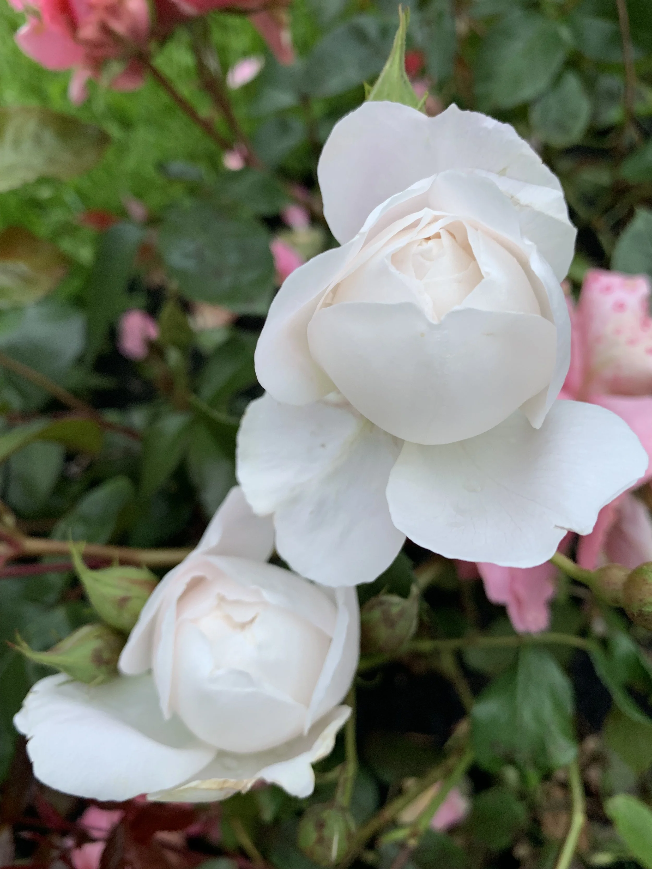 When Everything Fell Apart: Healing Through Miscarriage