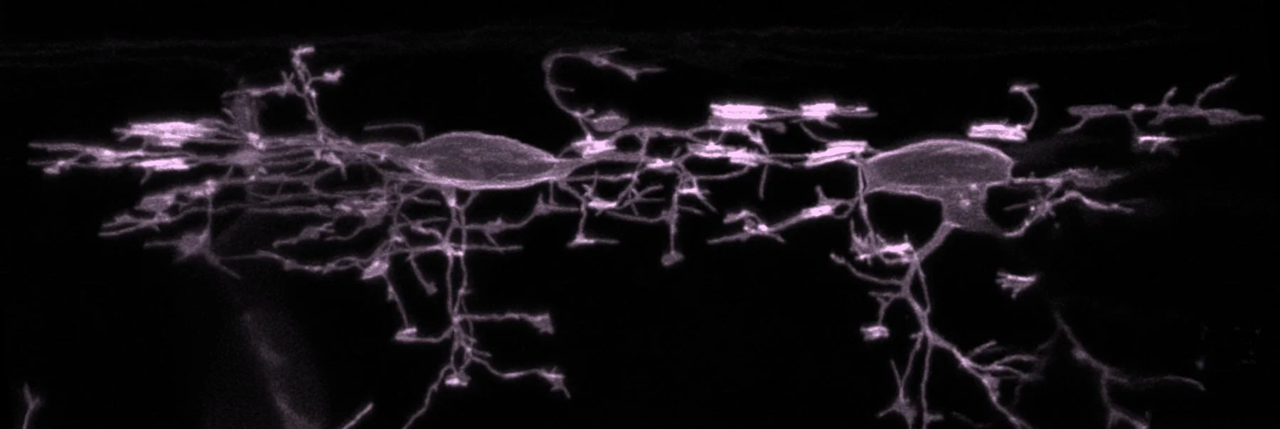 Bioluminescent plankton glowing purple in dark water.