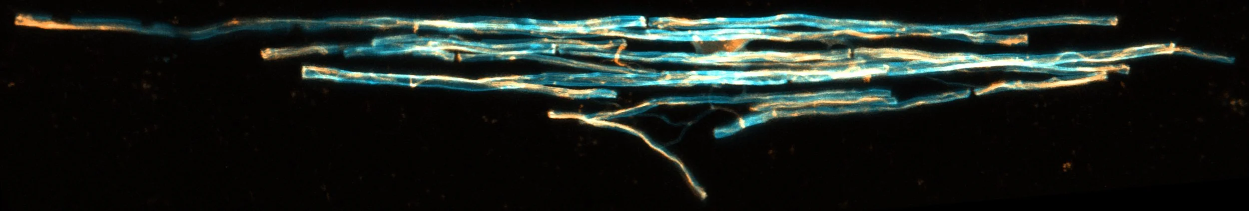 Close-up of bioluminescent plankton glowing blue in the ocean at night.