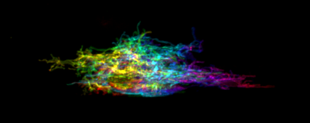 Colorful abstract streaks of light against a black background.