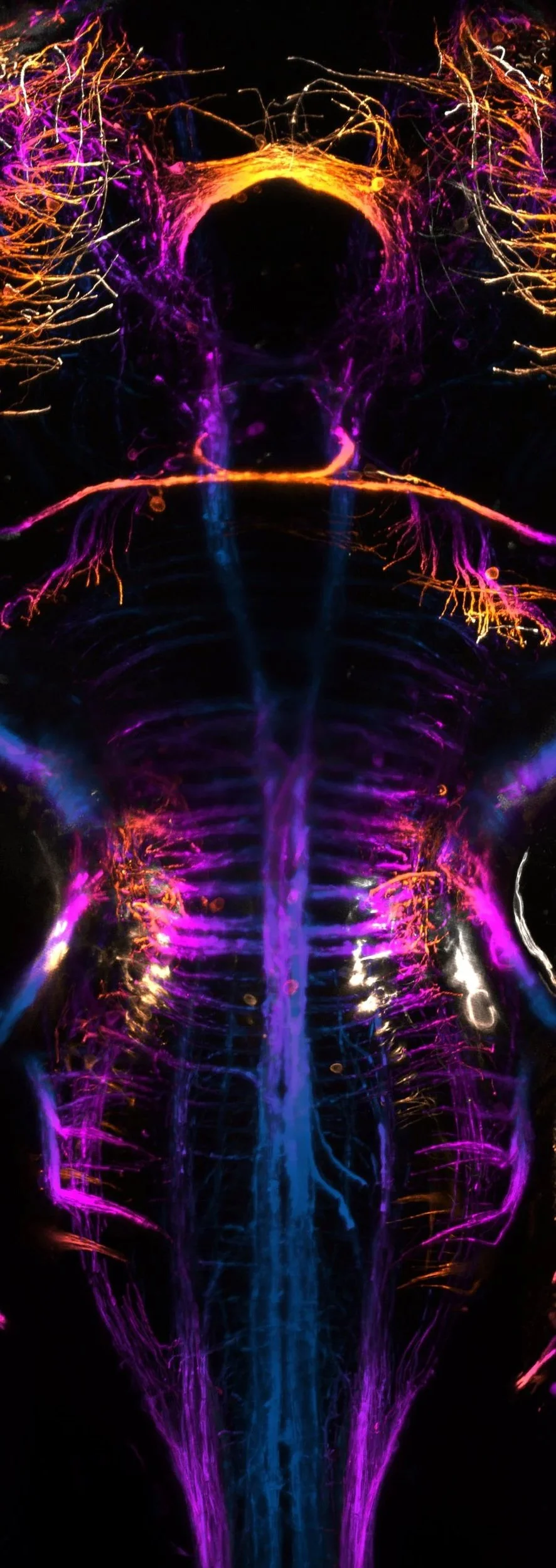 Fluorescent image of myelin in a top-down view of zebrafish larvae