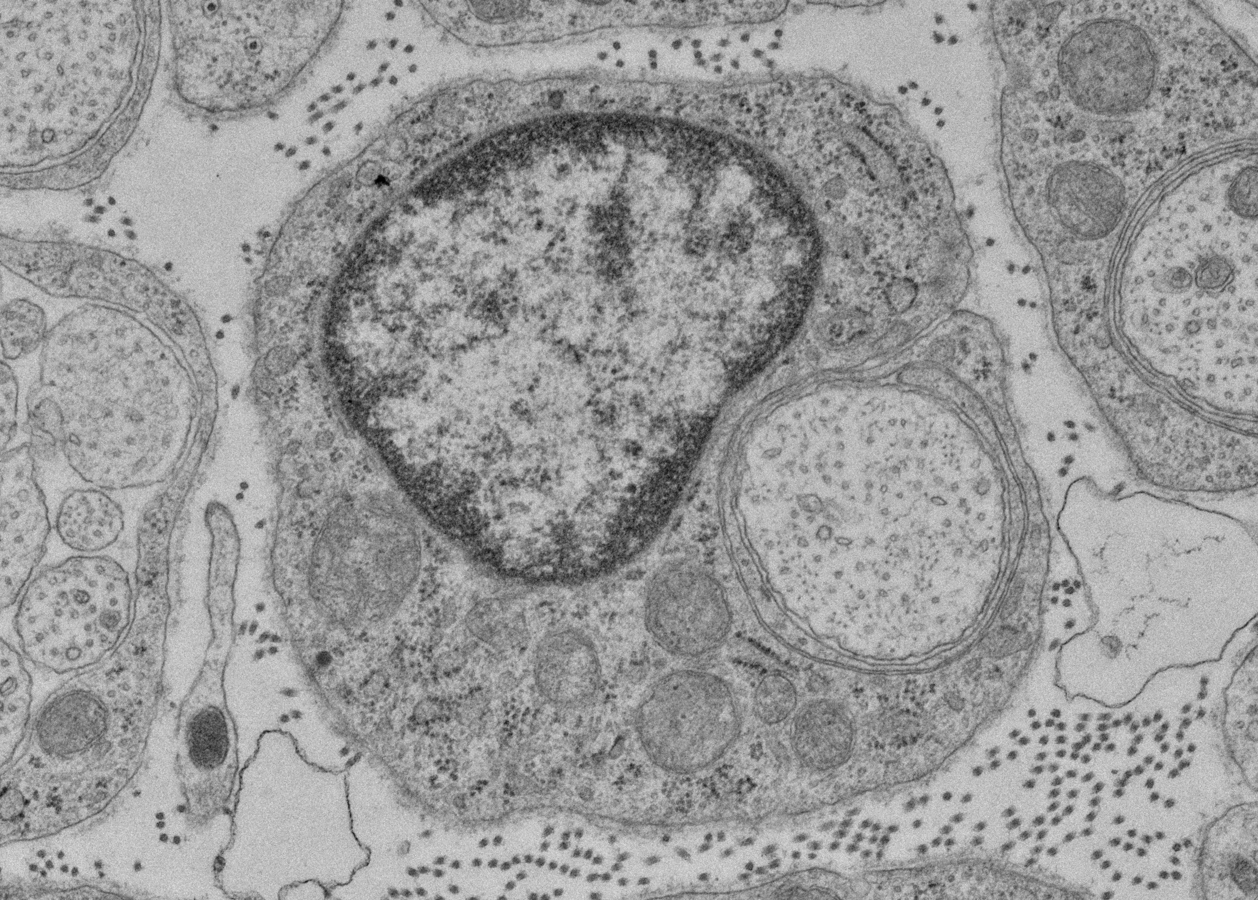 Black and white electron microscopy image of a Schwann cell wrapping around a neuronal axon