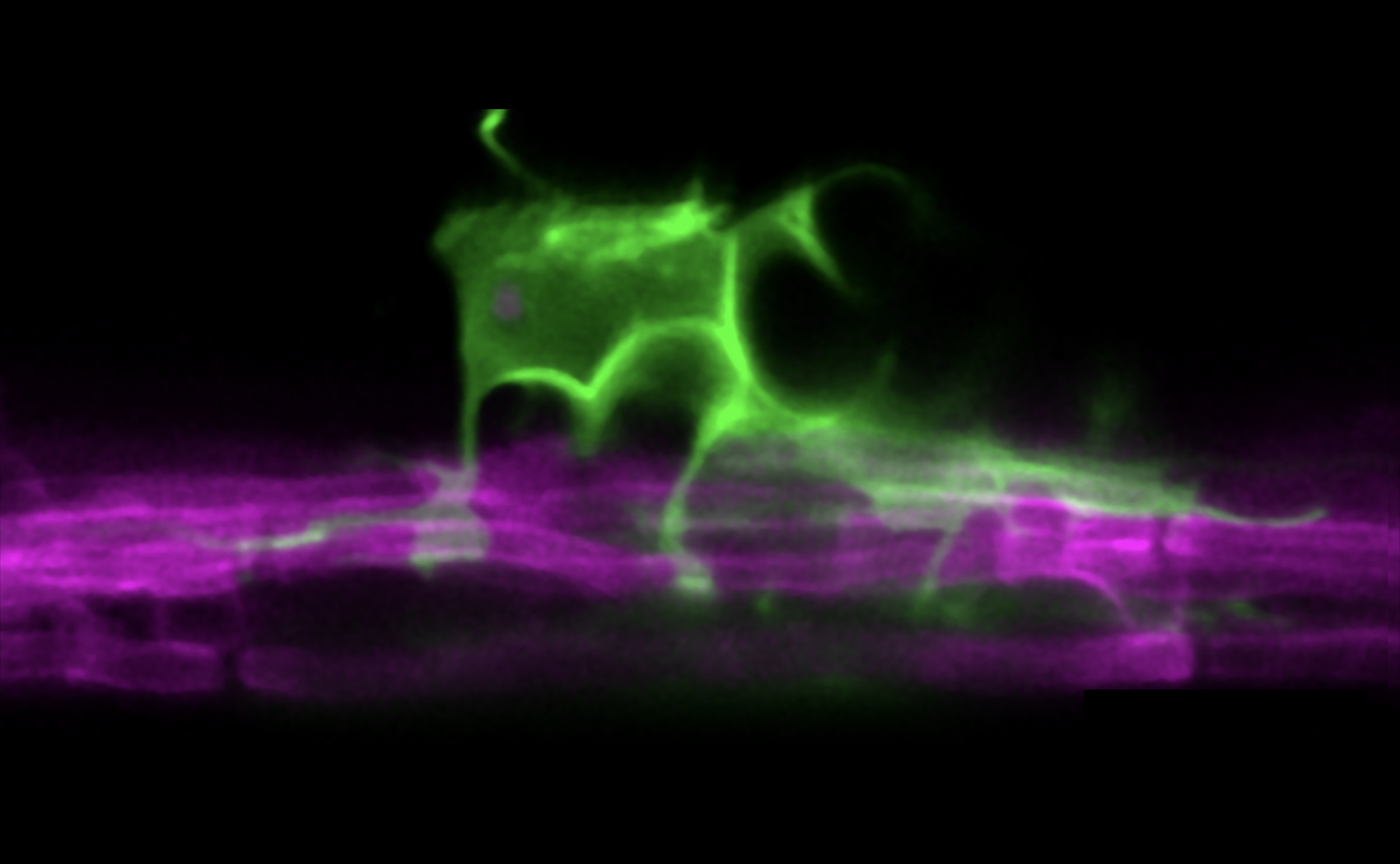 Colorful neon lights creating abstract shapes with purple and green hues against a black background.