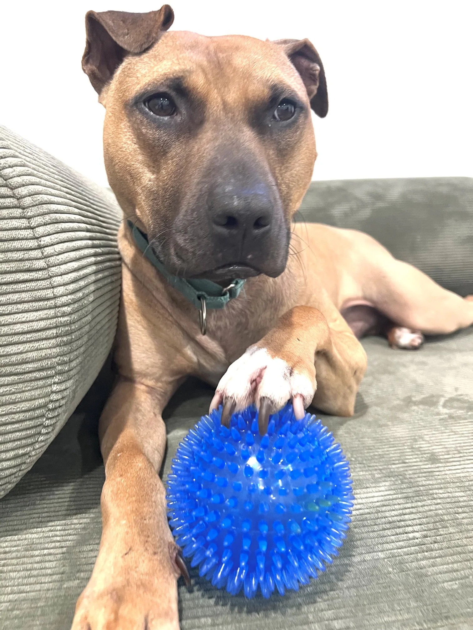 Brown dog holding a blue spiky ball with his paw