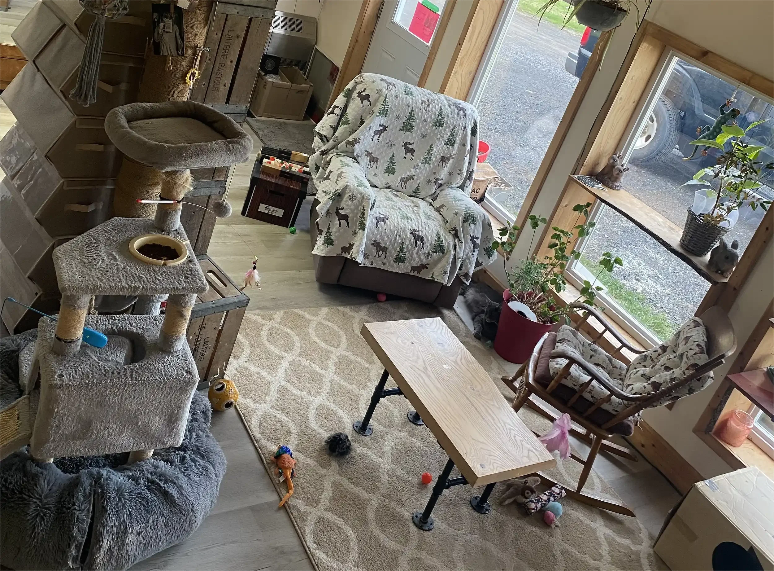 Intérieur d'une pièce avec un canapé recouvert d'une couverture à motif de cerfs et sapins, une grande fenêtre laissant entrer la lumière, un arbre en pot, une table en bois, un arbre à chat avec des jouets et un bol de nourriture, des jouets pour chats au sol, et des décorations de Noël à la fenêtre.