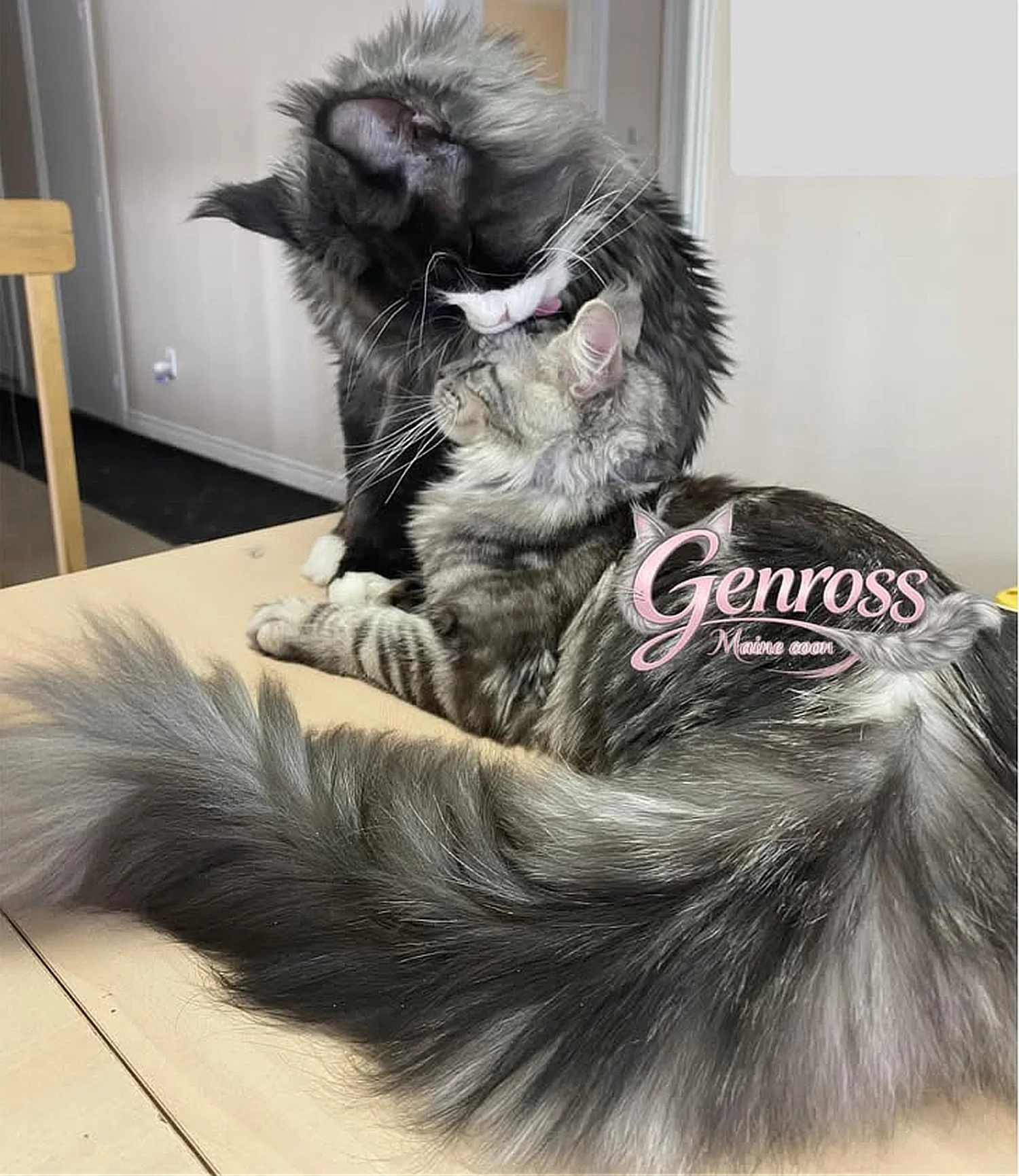Deux chats gris, un adulte et un plus jeune, câlins sur une table en bois, dans une pièce intérieure. Logo rose avec le texte "Genross Maine coon" en bas à droite.