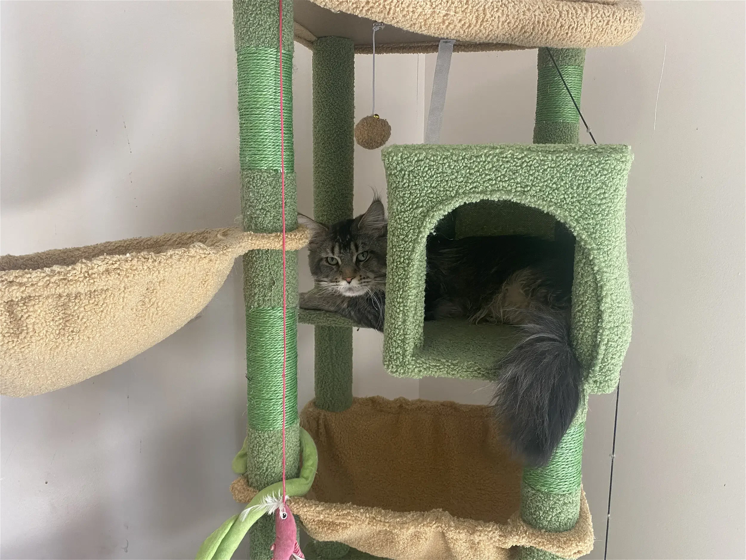 Un chat grise et noir allongé dans un arbre à chat vert avec différentes plateformes et griffoirs