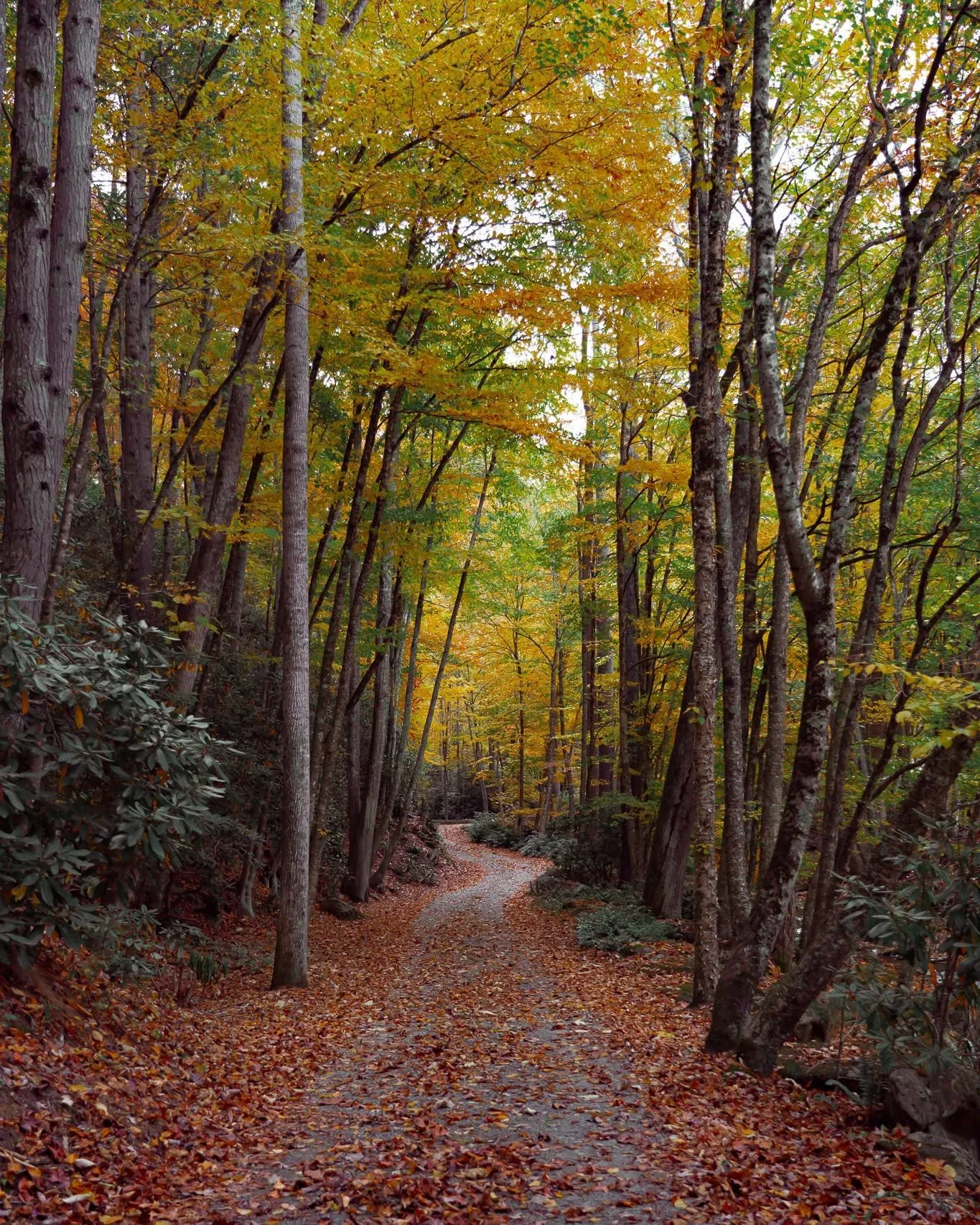 A forest trail during autumn with trees displaying yellow, orange, and green leaves, leaves on the ground, and a winding dirt path.