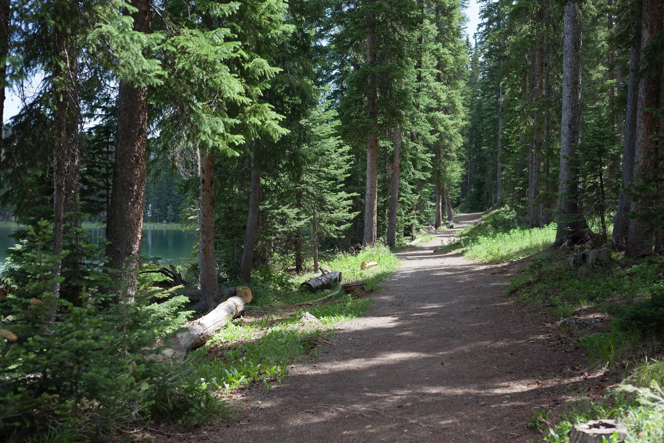 A dirt trail winds through a dense forest of tall evergreen trees with green foliage. Sunlight filters through the trees, casting shadows on the path. There is a body of water visible through the trees on the left side of the image.