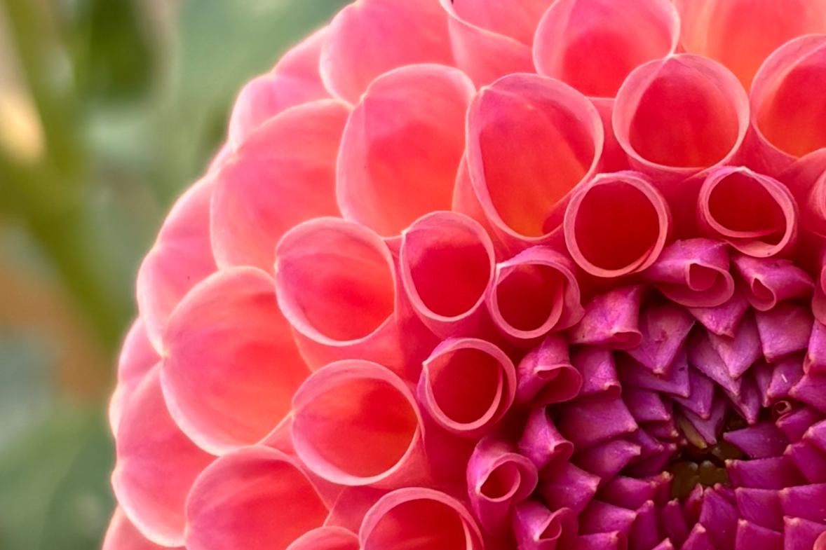 Close-up of a pink dahlia flower with tightly curled petals.