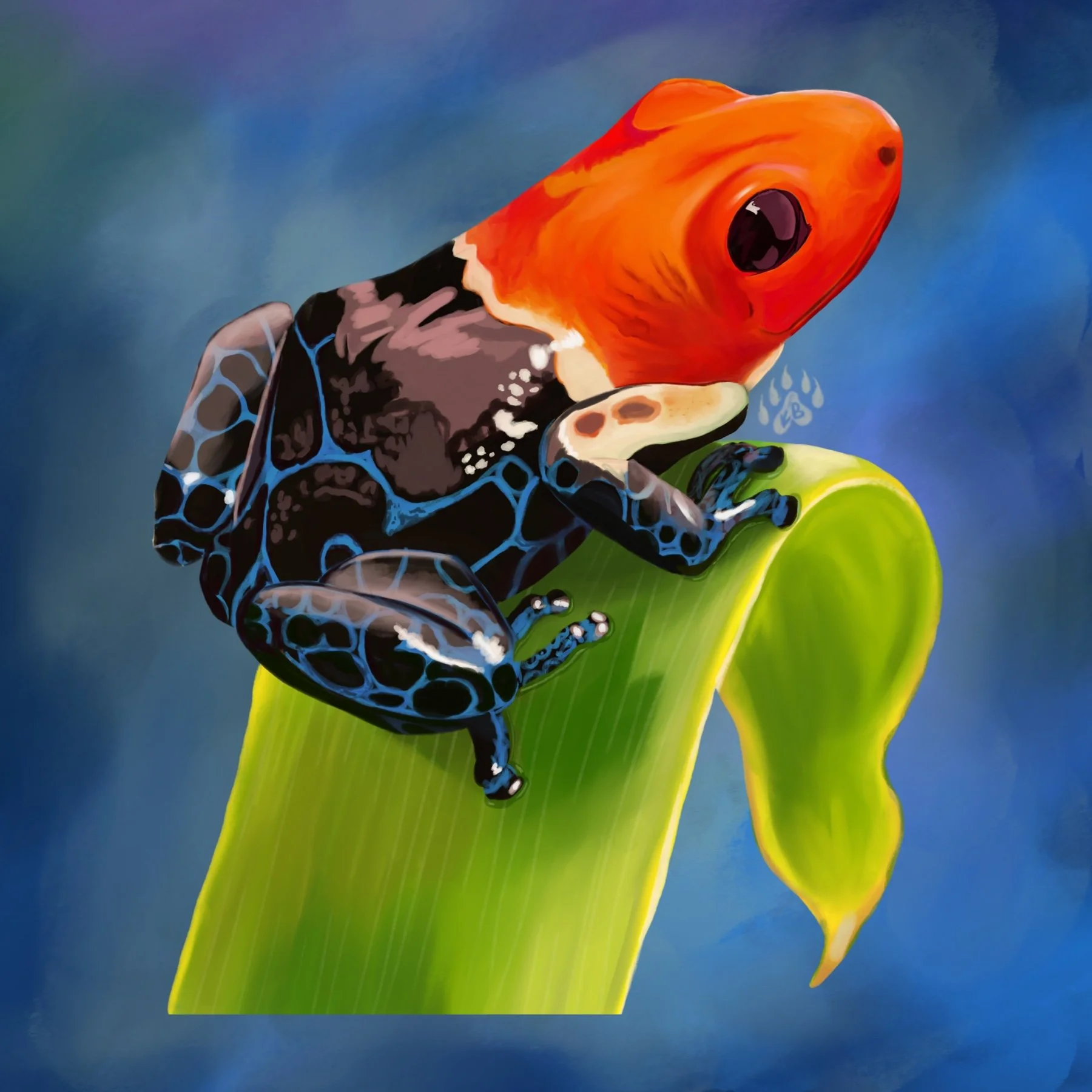Close-up of a vibrant orange and black poison dart frog perched on a bright green leaf against a blurred blue background.