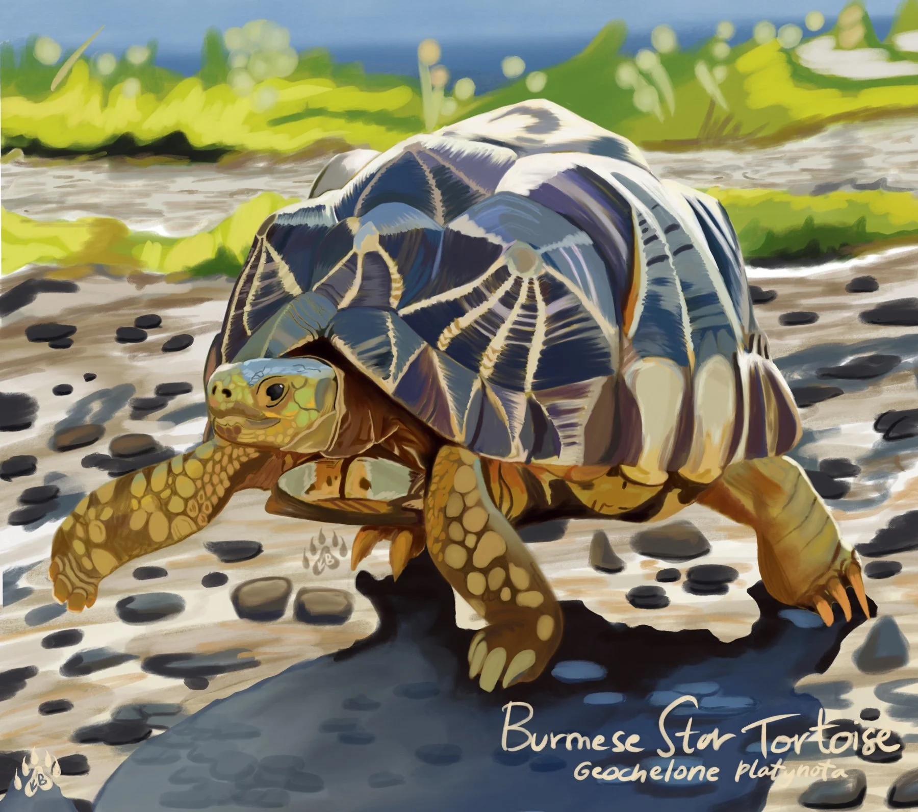 A detailed painting of a Burmese Star Tortoise on rocky terrain with a green landscape and blue sky in the background.