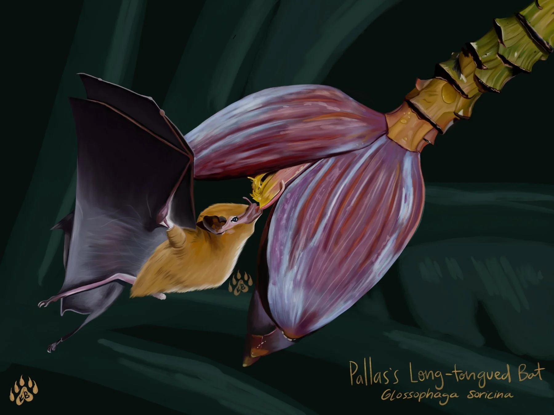 An illustration of a Pallass long-tongued bat with yellow fur, wings, and a long tongue, hanging upside down from a plant. The plant has purple and brown striped leaves. The background is dark green.
