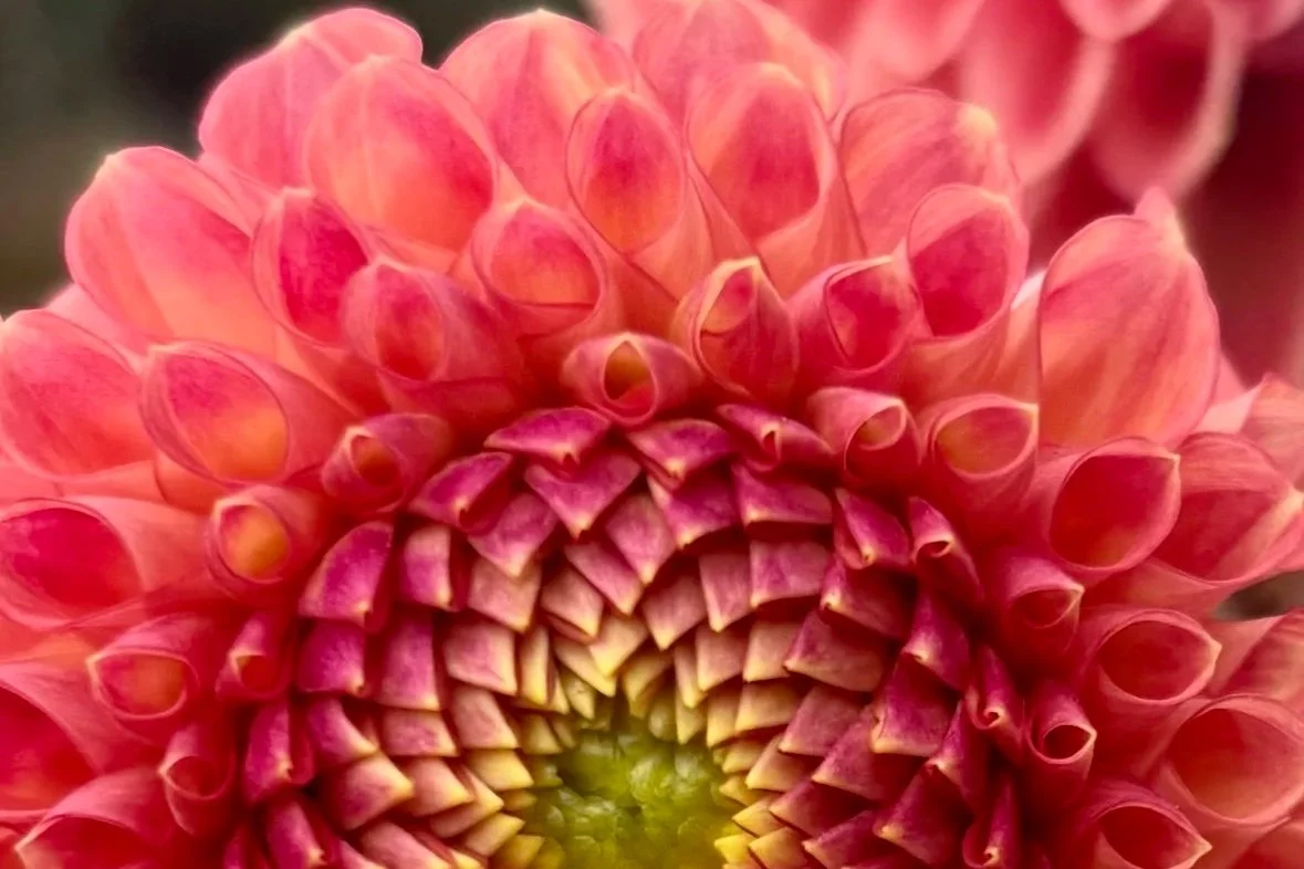 Close-up of a pink and orange dahlia flower with a yellow center.
