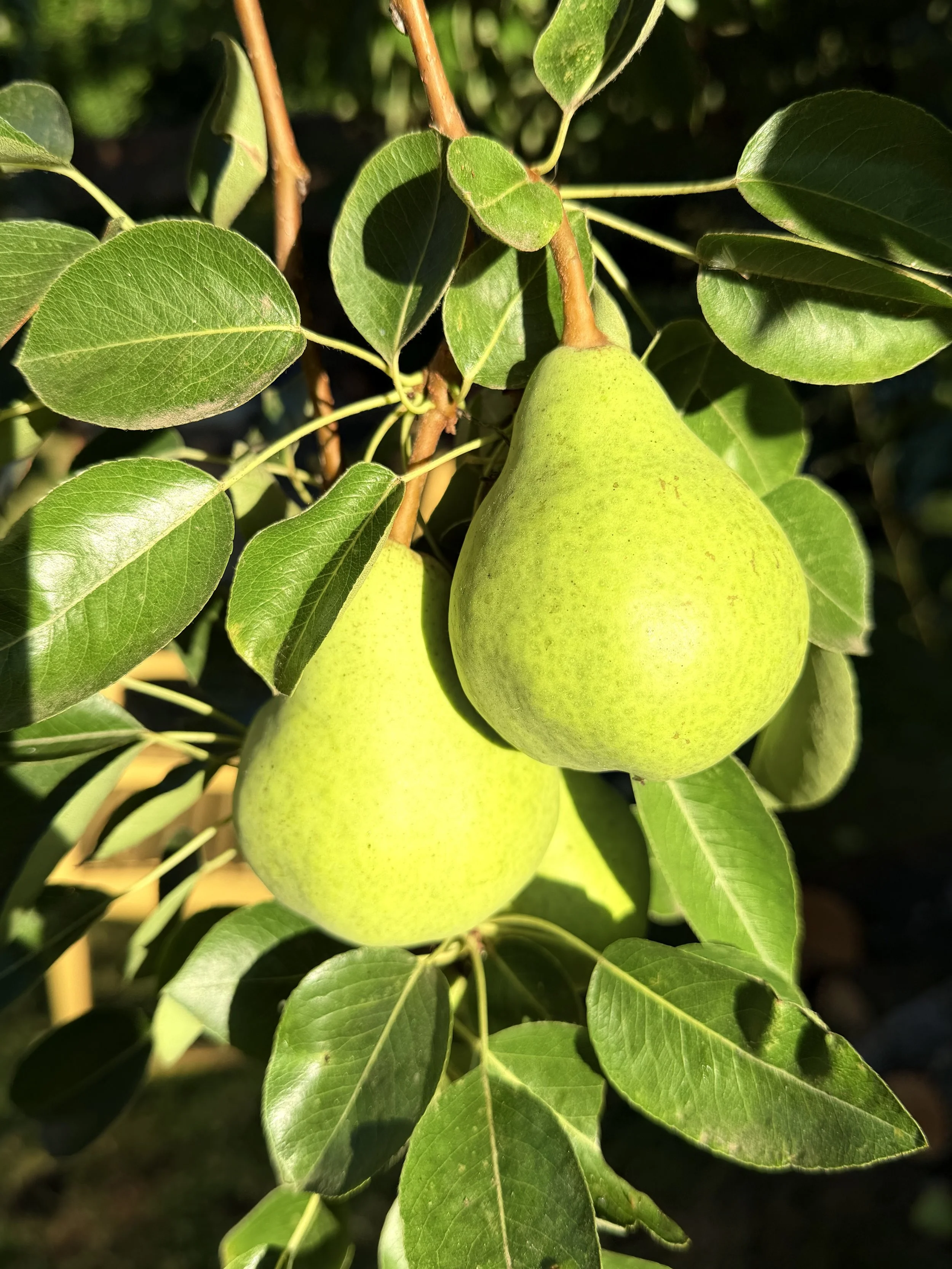 Longevity and ‘Upstream’ Medicine