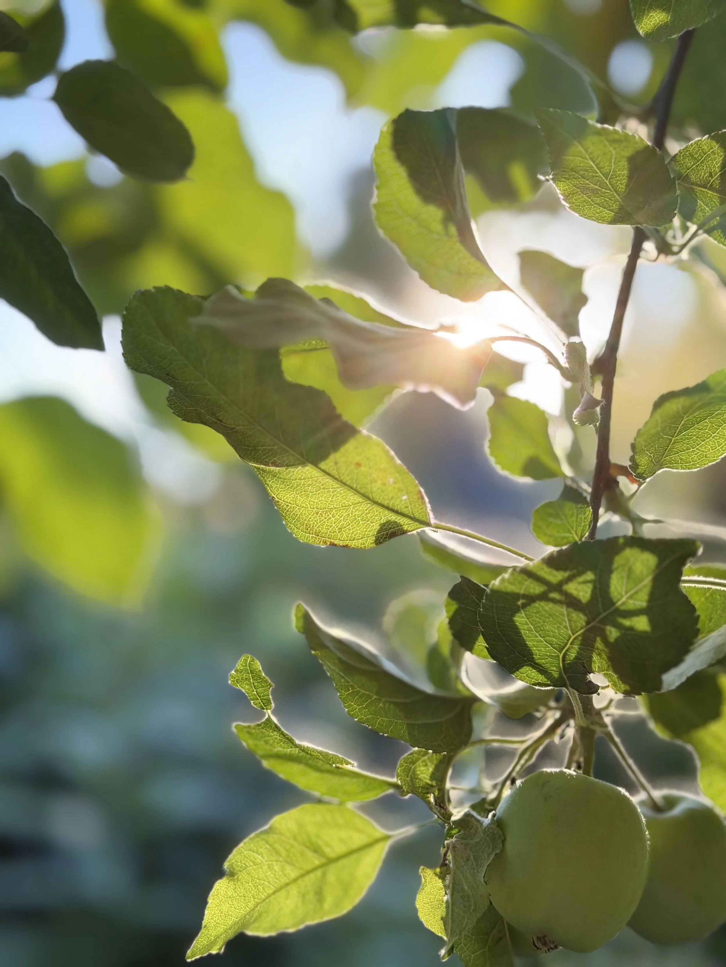 Close-up view of green leaves on a tree branch with sunlight shining through, creating a bright and natural scene.