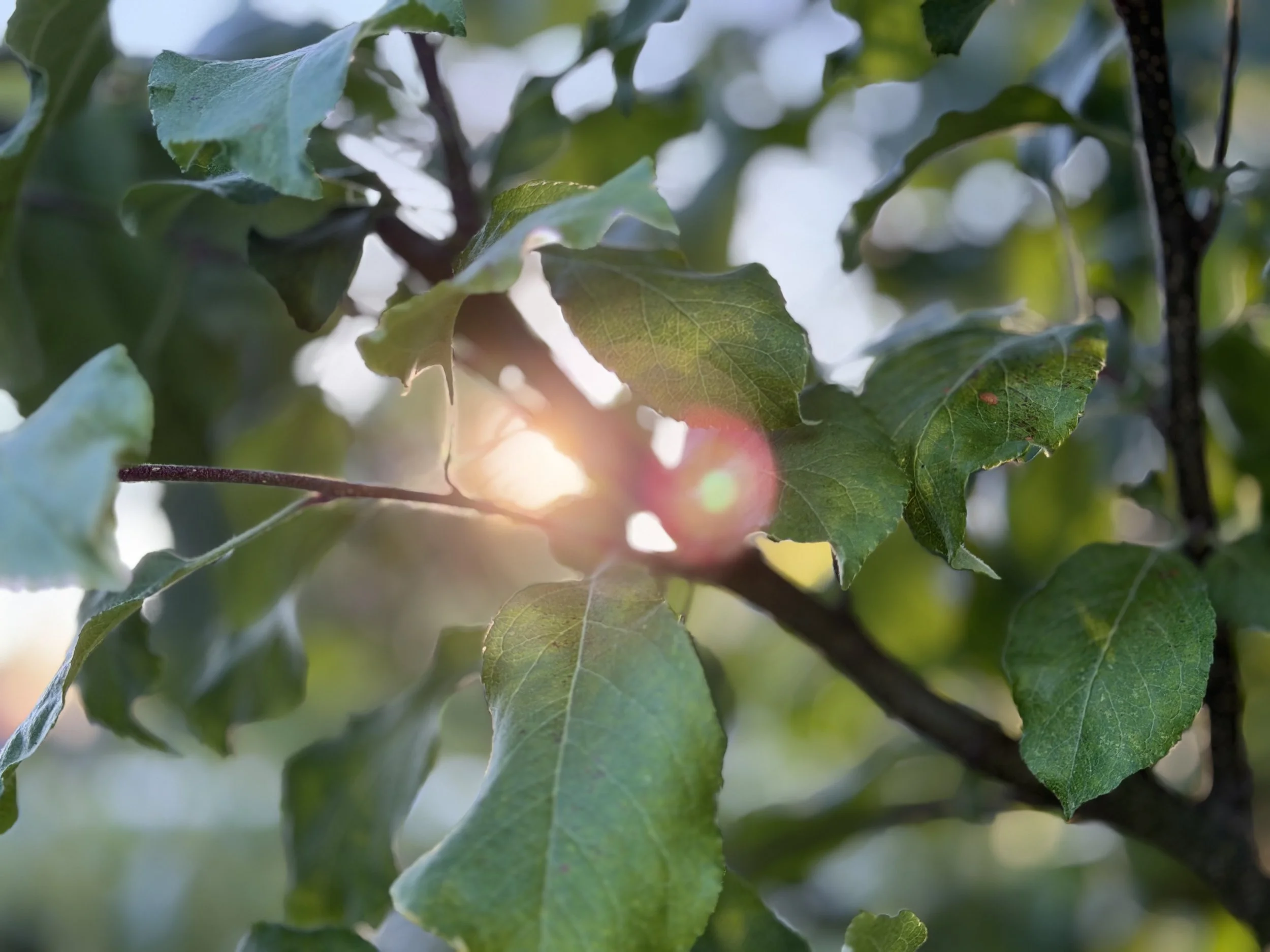 Close-up of green leaves on a tree with sunlight filtering through.