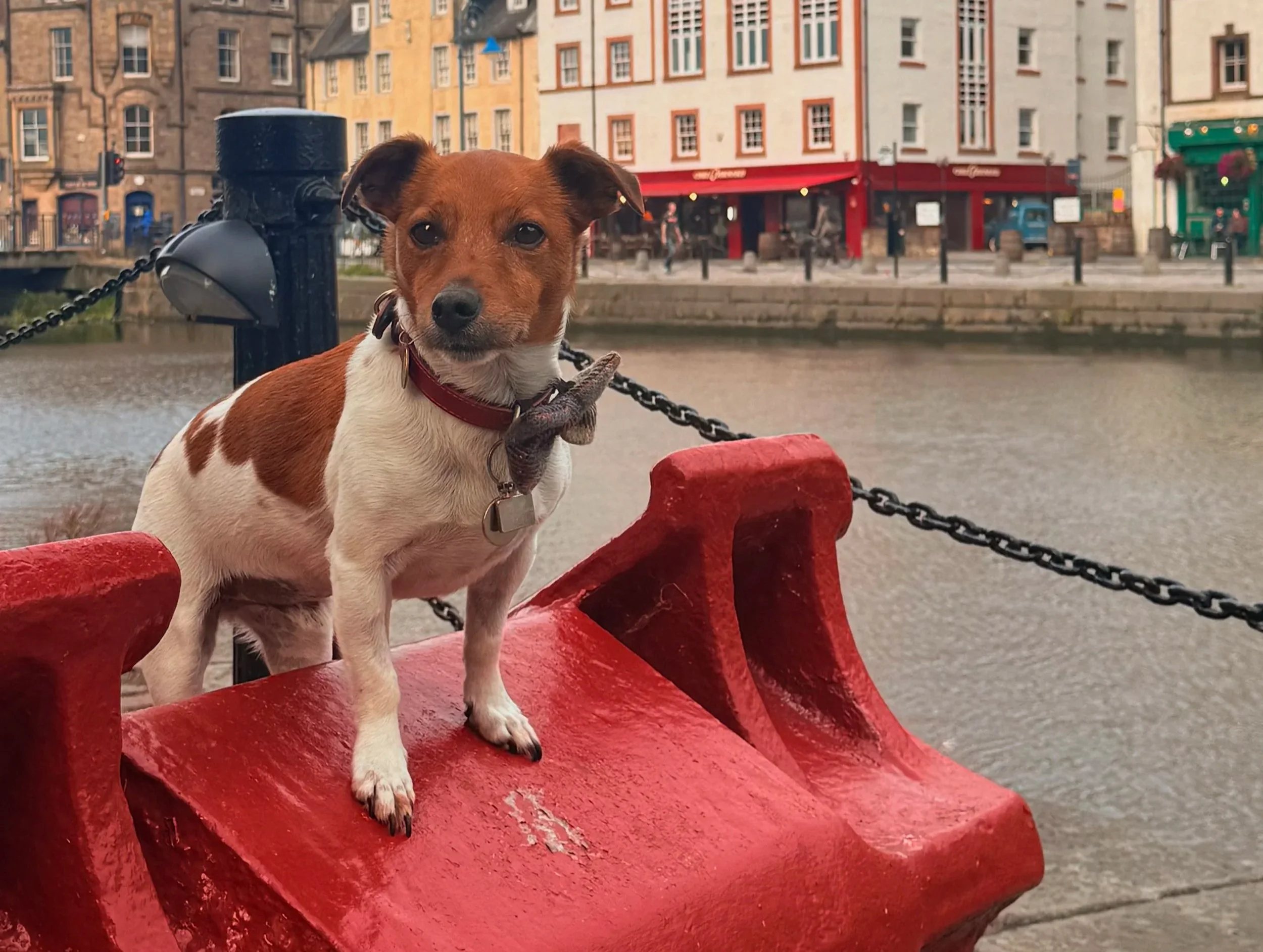 A small brown and white dog with a red collar and a leash sitting on a painted red boat dock railing, with colorful buildings and a canal in the background.