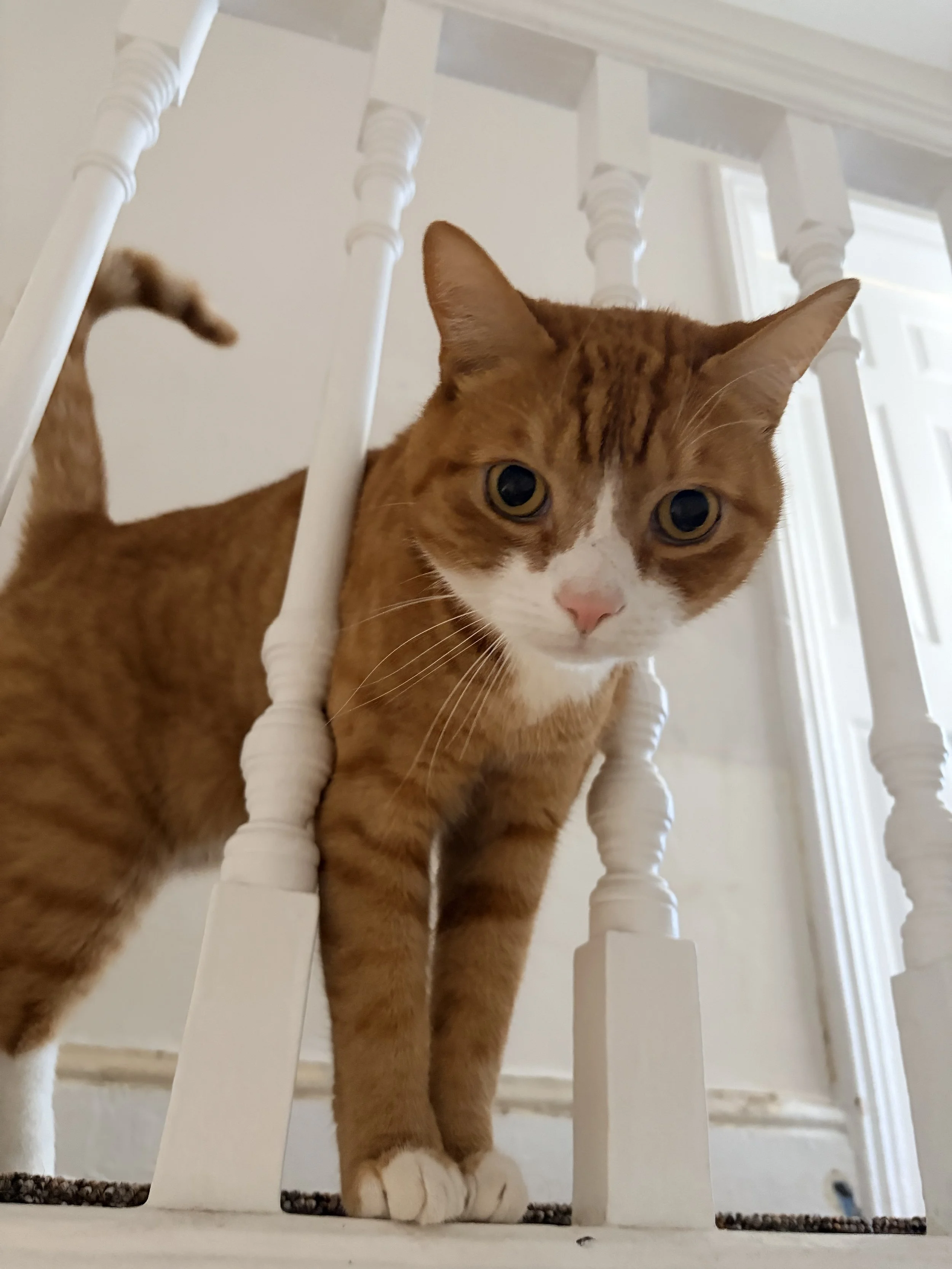 A close-up of an orange tabby cat with white paws looking through the bars of a white wooden chair.