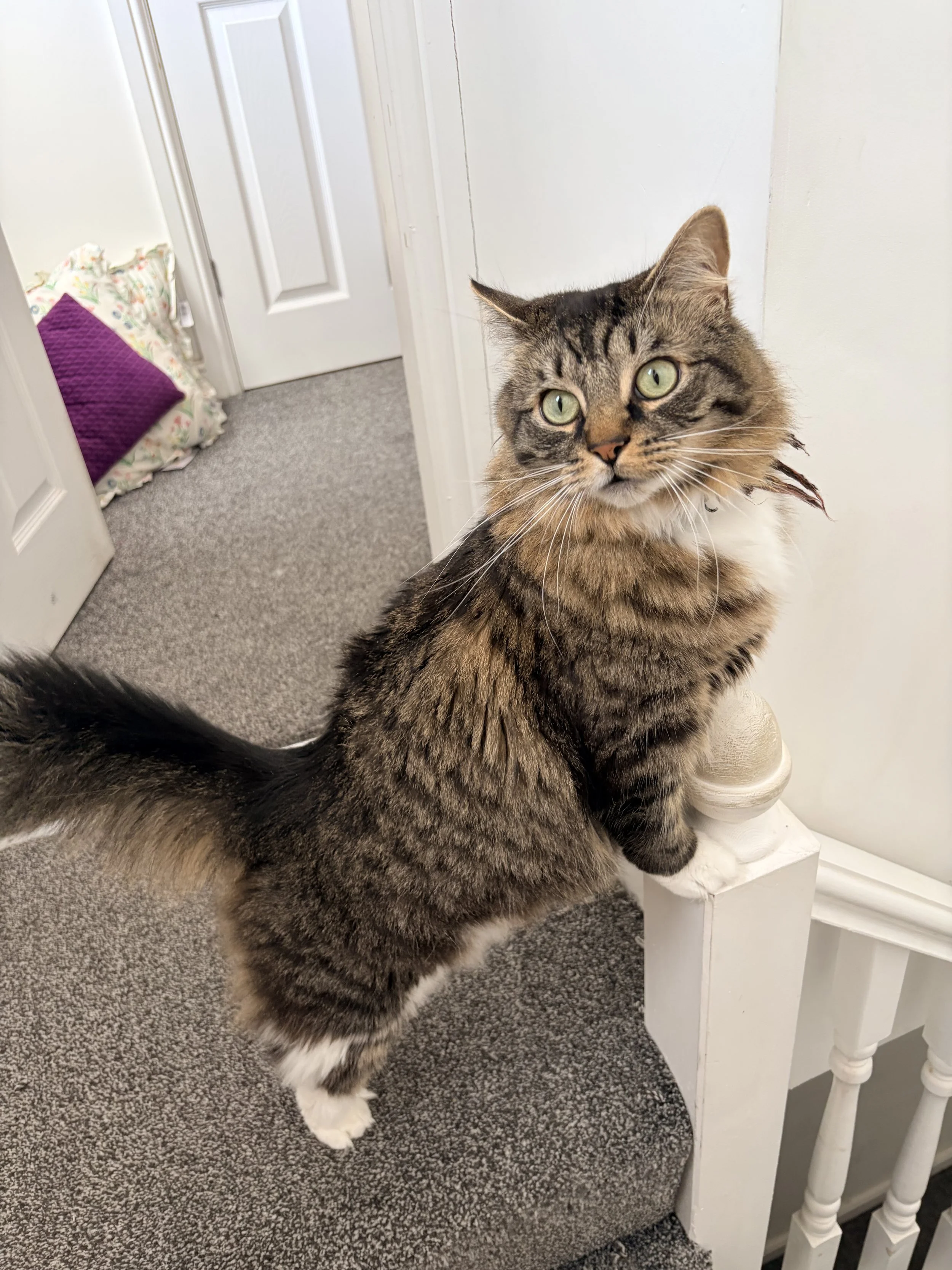A tabby cat with green eyes and a fluffy tail standing on a carpeted staircase, looking at the camera.
