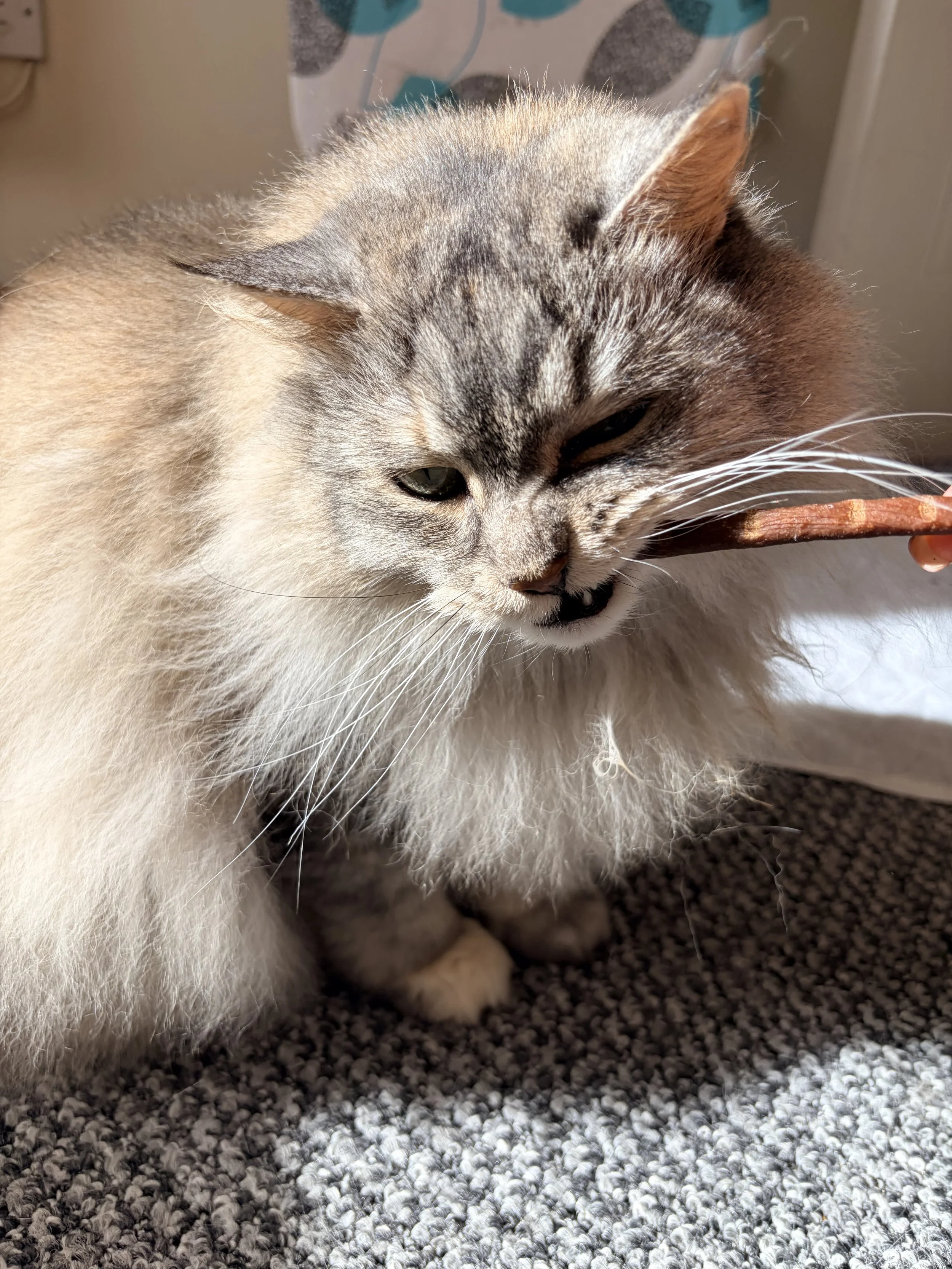 Close-up of a gray and white cat with green eyes, yawning or meowing, sitting on a speckled gray carpet.