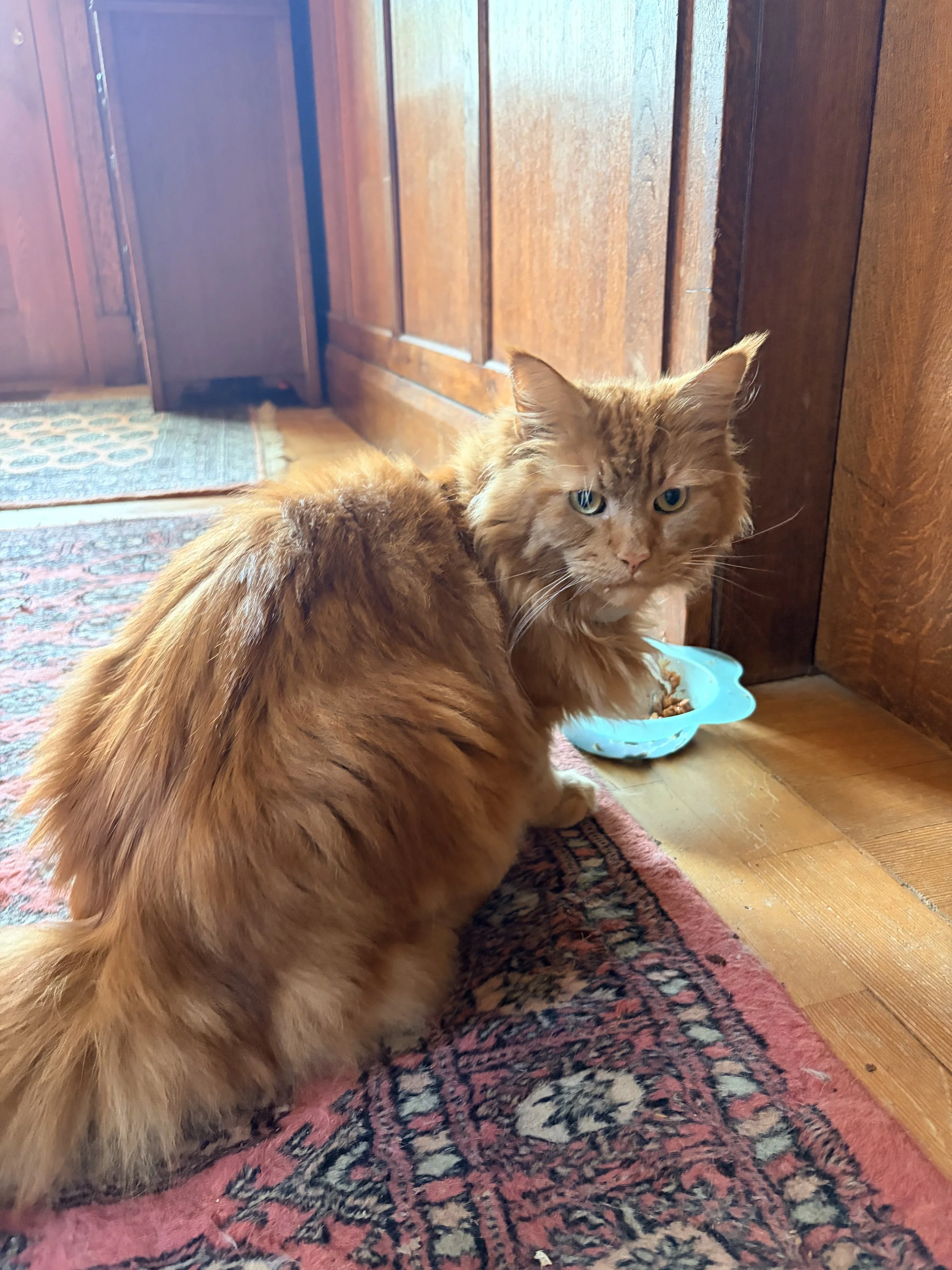 A ginger long-haired cat near a teal litter box on a patterned rug in a room with wooden floors and furniture.