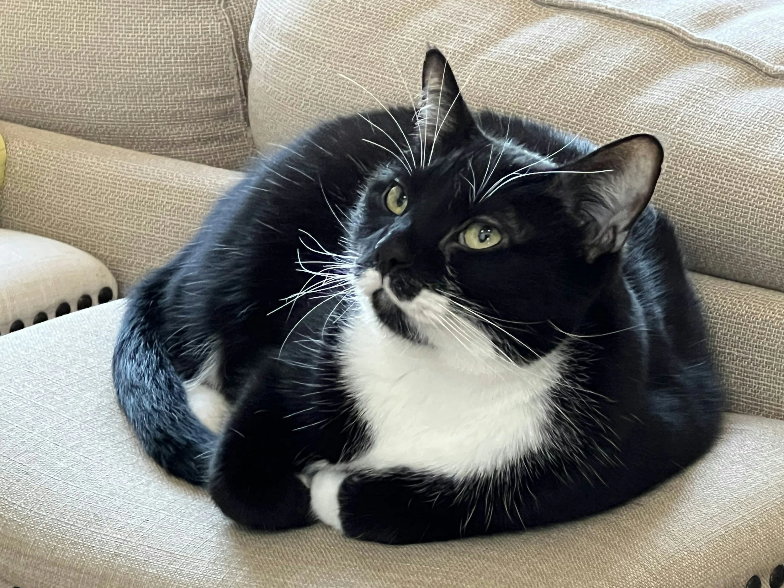 Billy's Story: Why Understanding Feline Anxiety Changes Everything