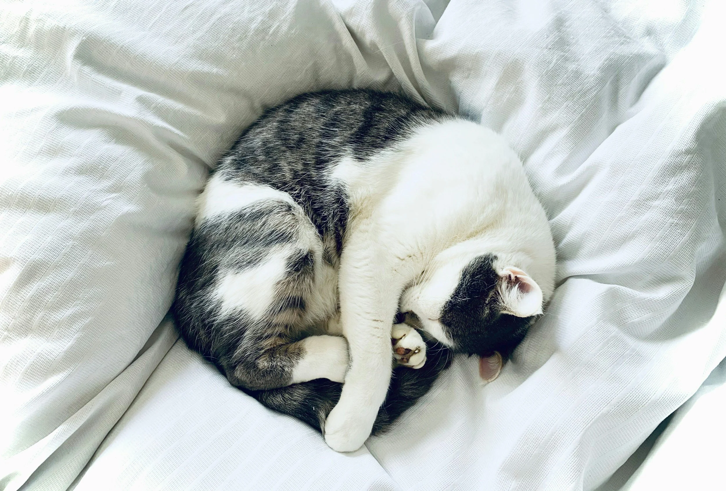 Jessie's Story: The Cat Who Changed Our Business Forever