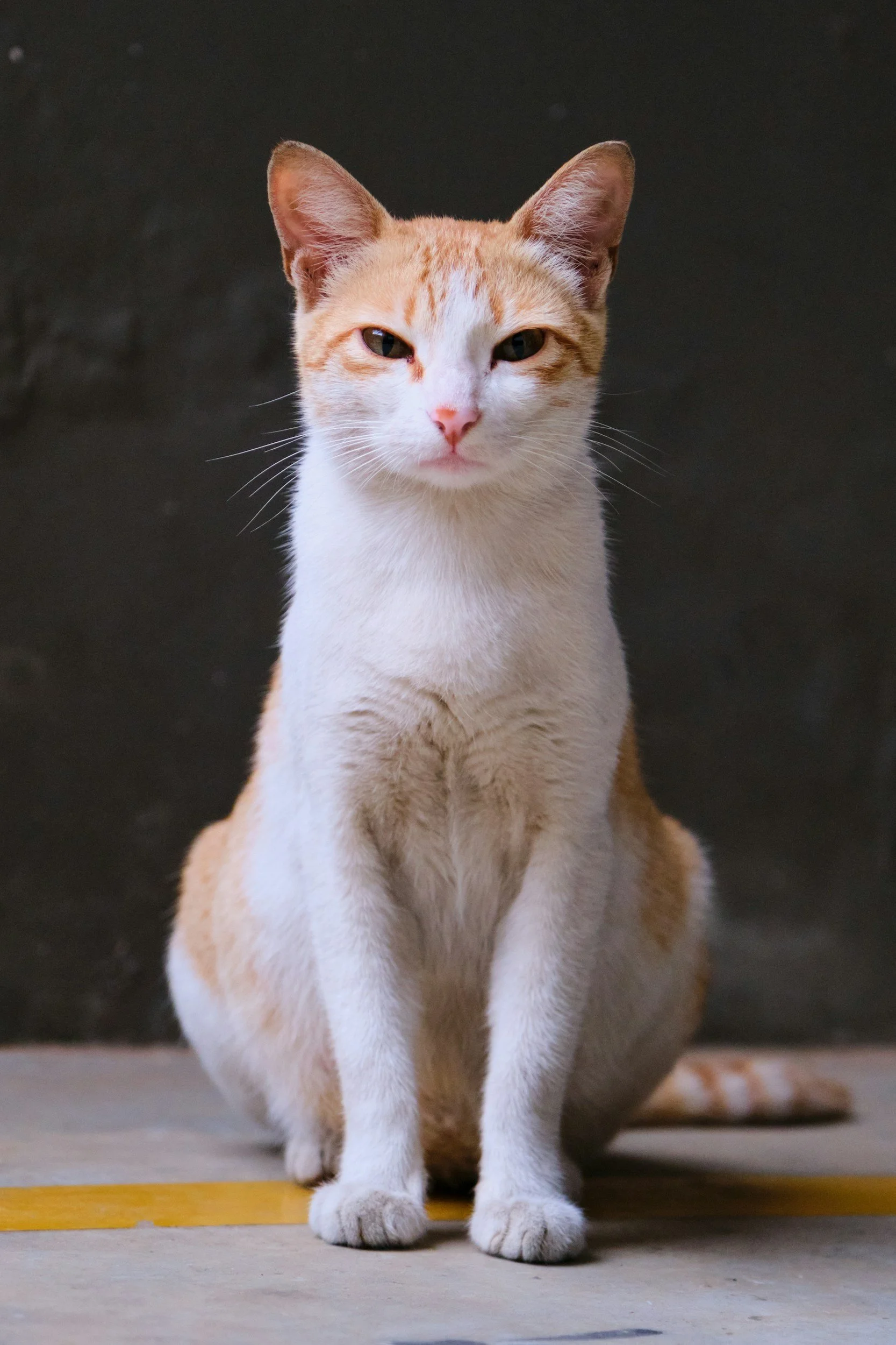 Cliff's Story: The Cat Who Came Home