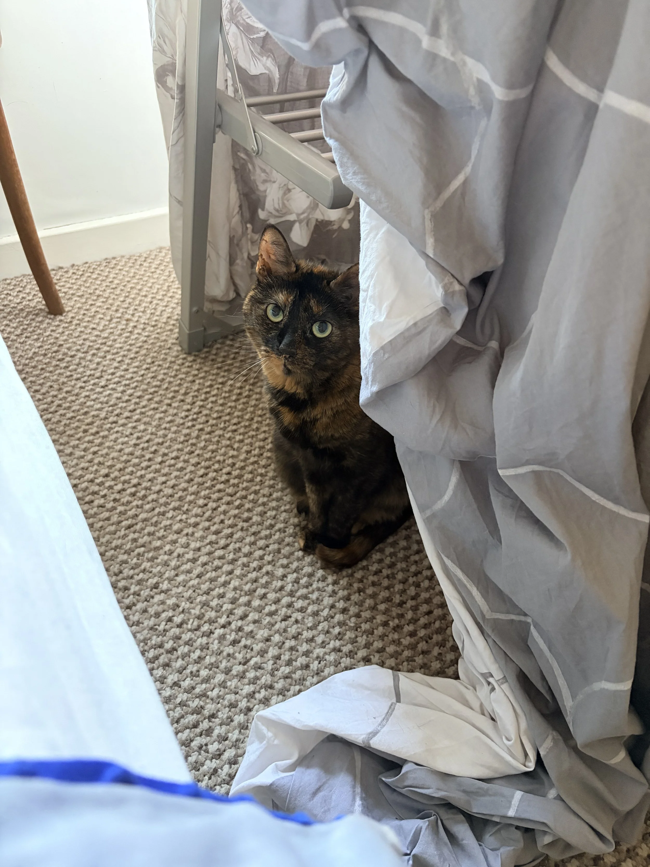 A tortoiseshell cat with green eyes peeking out from under a bed with crumpled white and gray bedding, on a beige textured carpet.