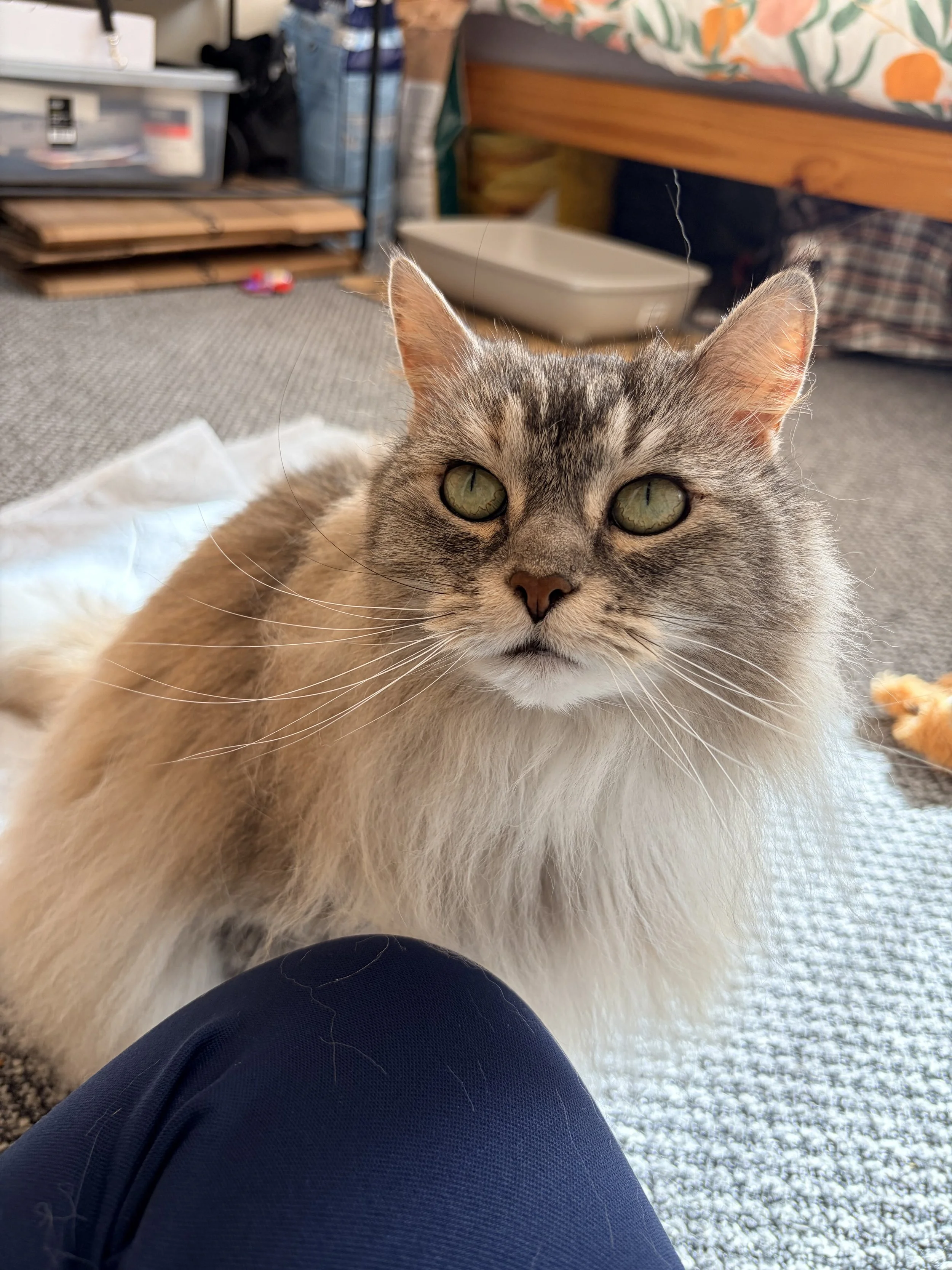Close-up of a fluffy gray and white cat lying on the floor, with a person's leg in dark pants visible in the foreground. The background shows a cluttered room with furniture, a pet litter box, and various household items.