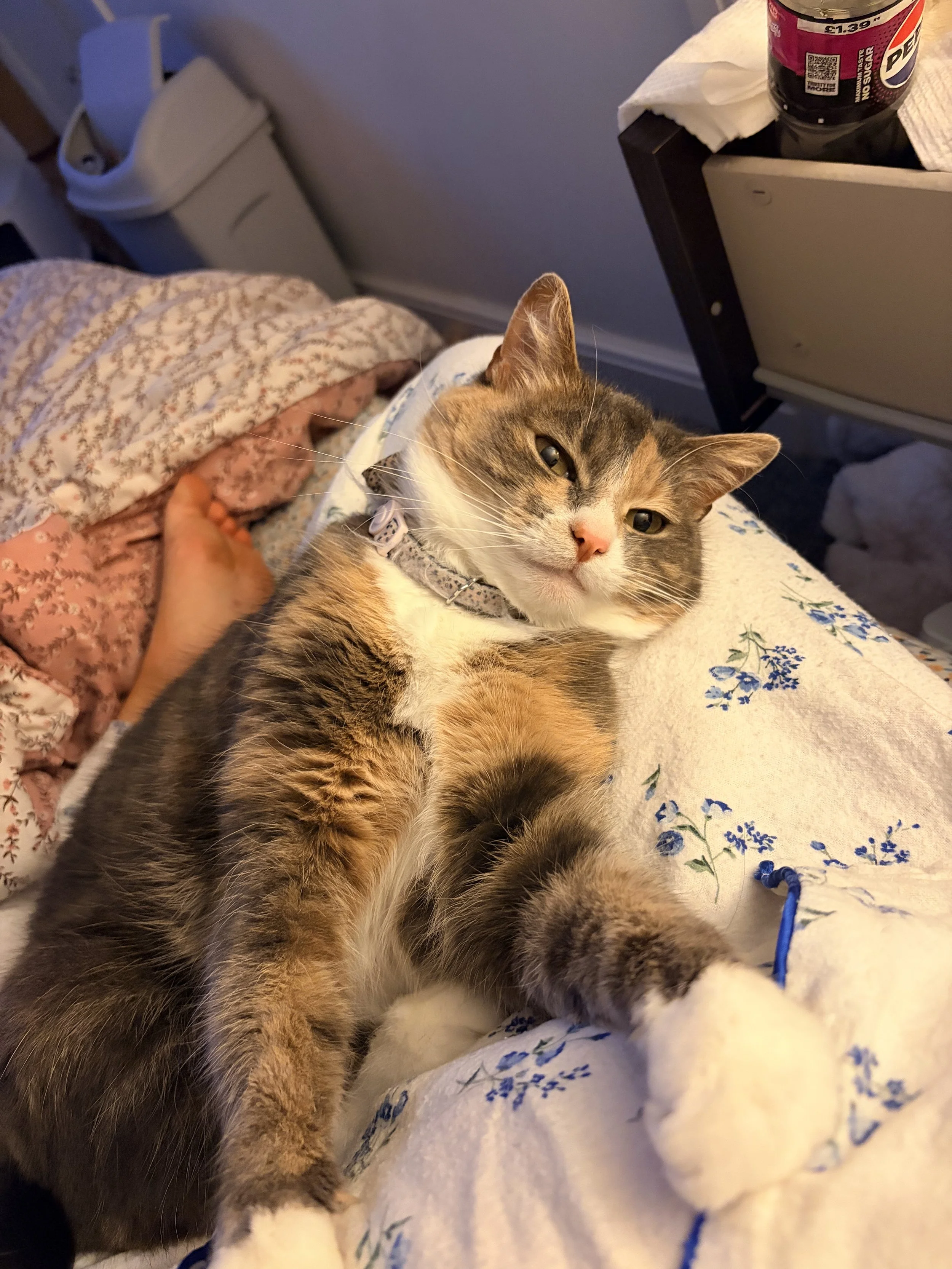 A calico cat lying on a bed with floral sheets, looking at the camera. A person's hand gently touches the cat's side. In the background, there is a nightstand with a soda bottle, paper towel, and tissue on top.