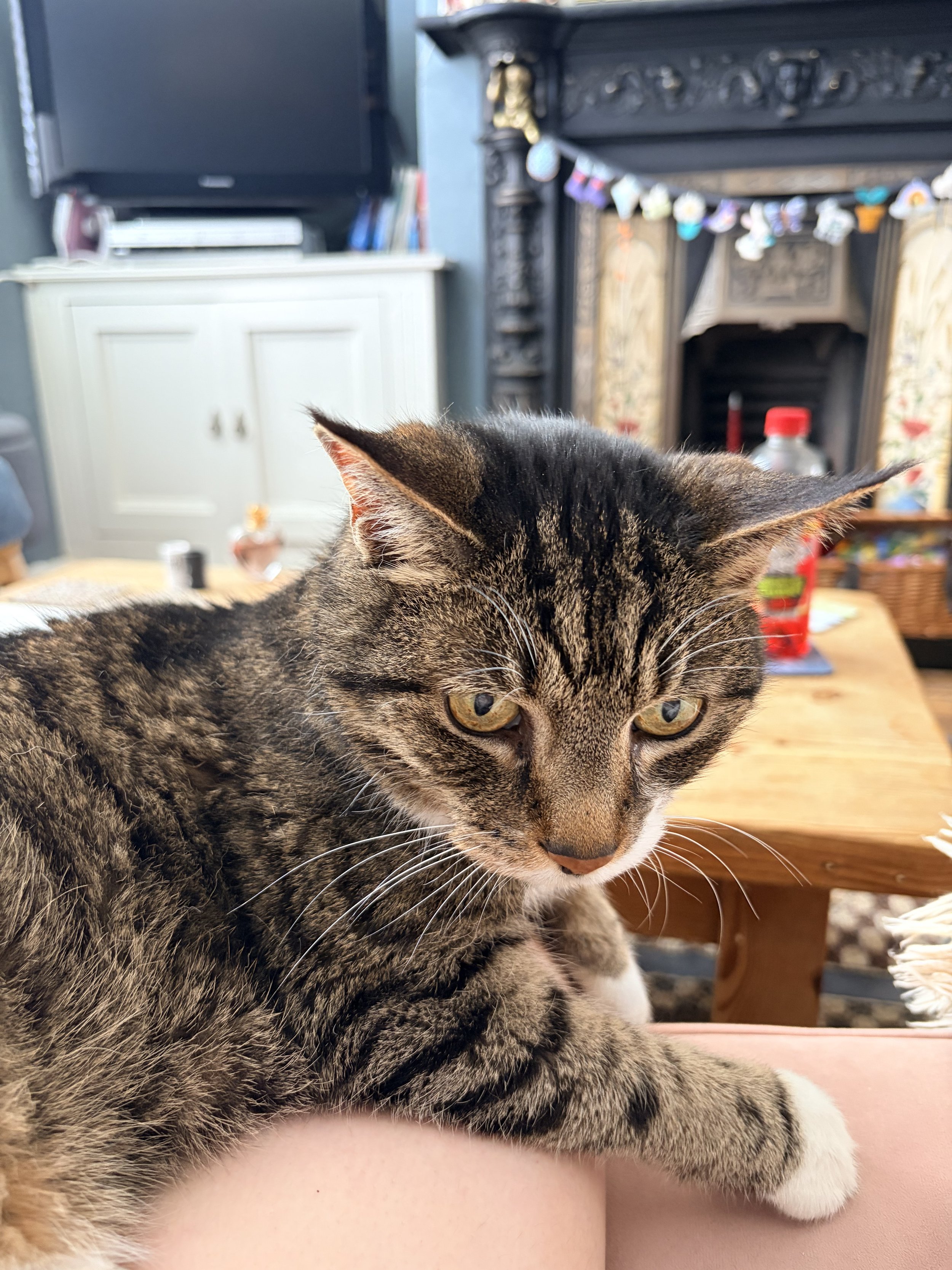 A close-up of a tabby cat with yellow eyes resting on a person's arm in a living room.