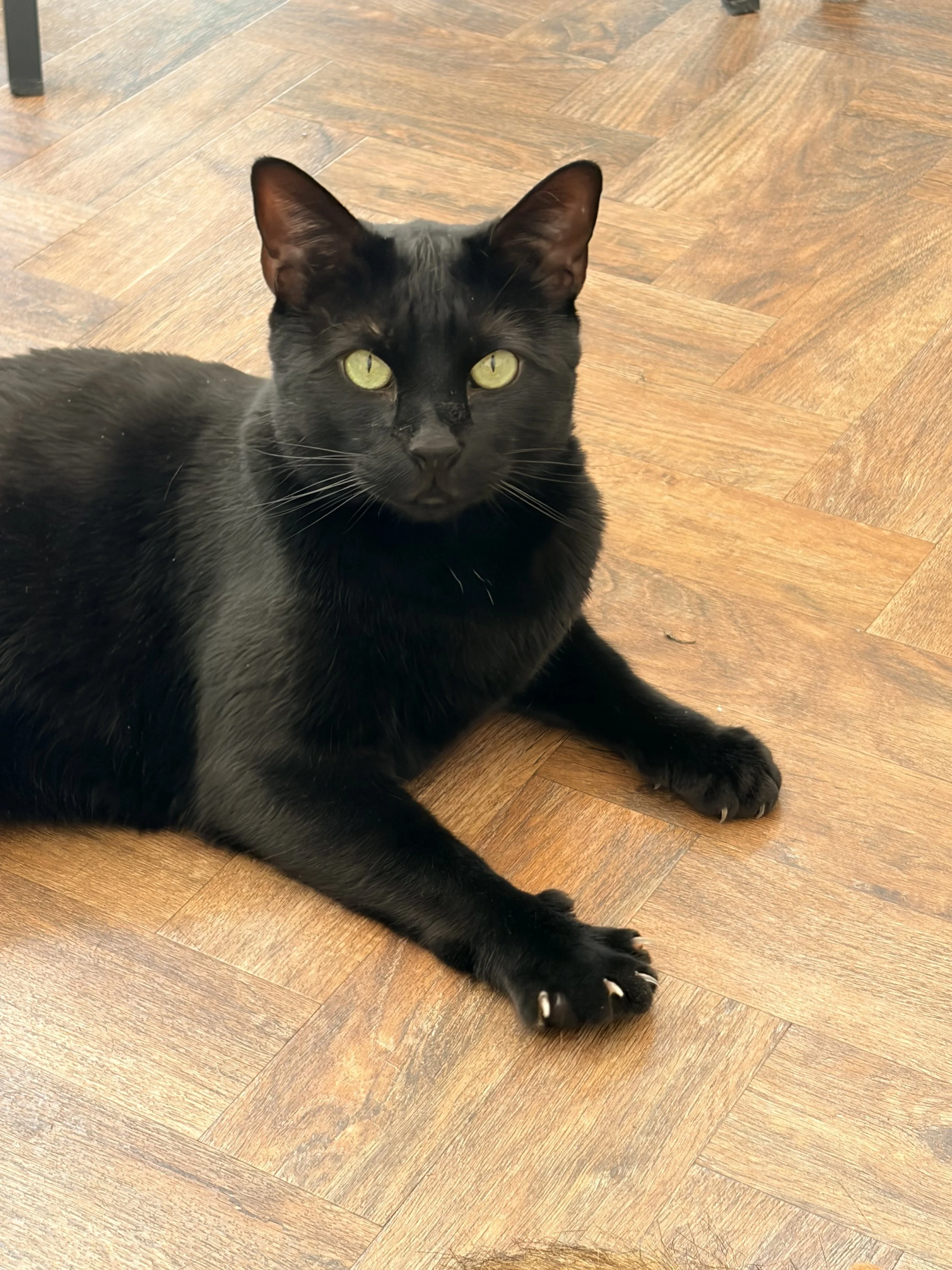 A black cat with bright yellow-green eyes lying on a wooden floor.