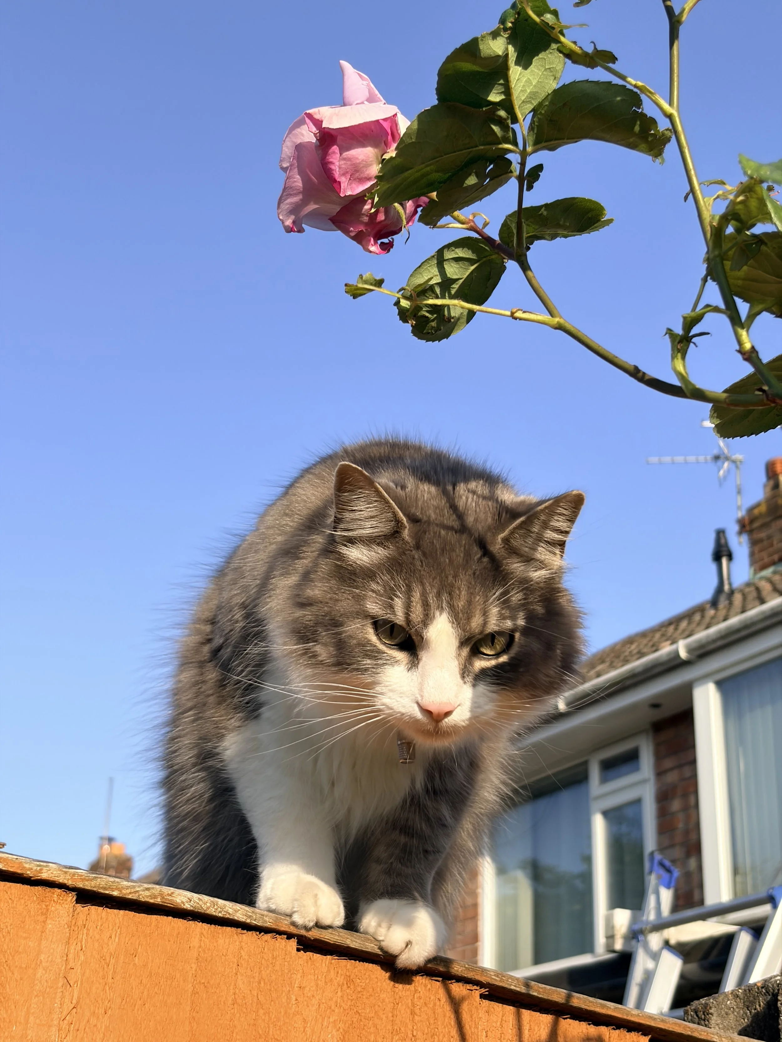 A gray and white tabby cat with green eyes and a pink nose standing on an orange wooden surface outdoors, with a house, window, chimney, and ladders in the background under a clear blue sky.