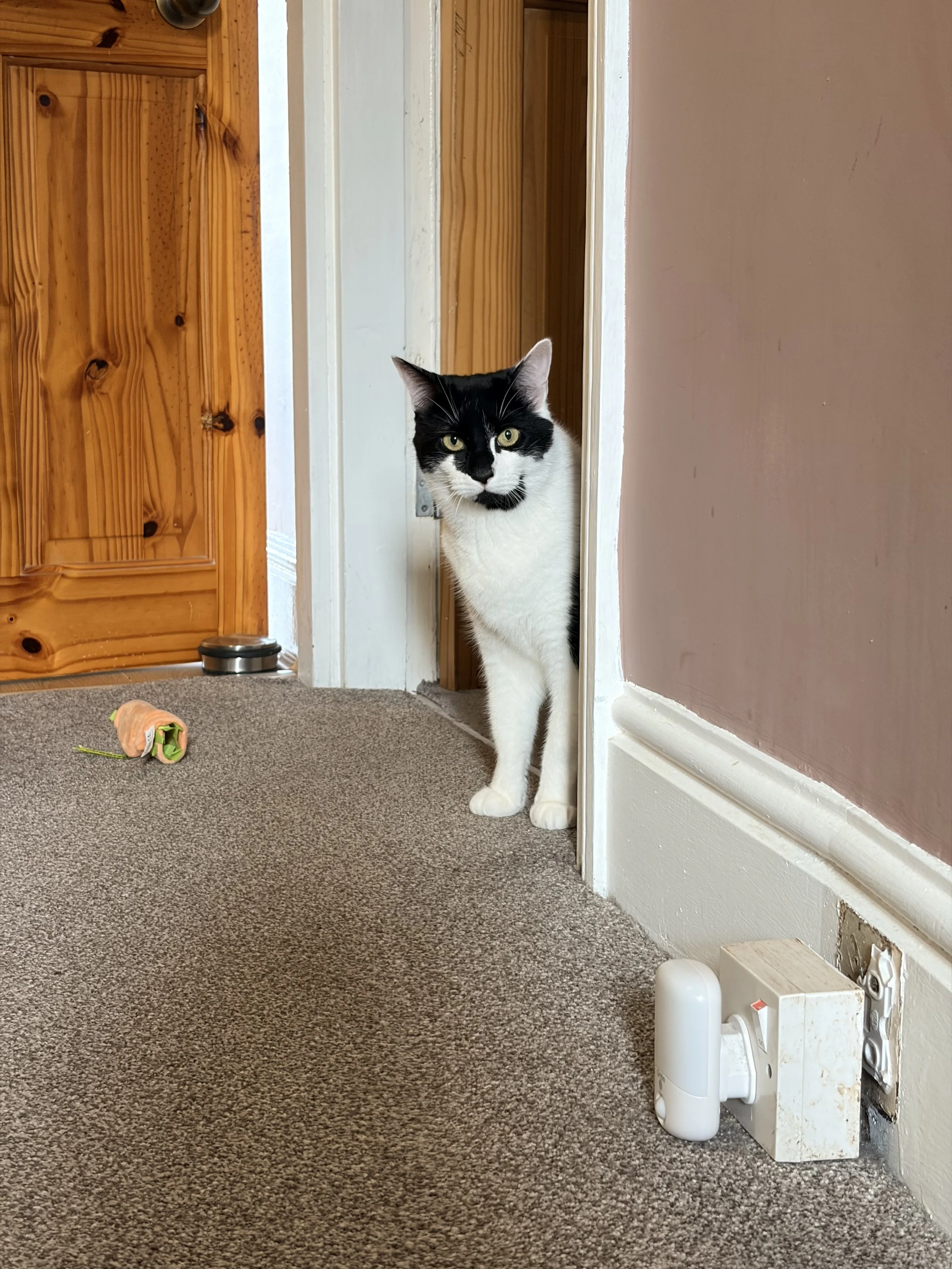 Black and white cat peeking around a door frame in a room with brown carpet, a wooden door, a chew toy on the floor, and some electrical components near the wall.