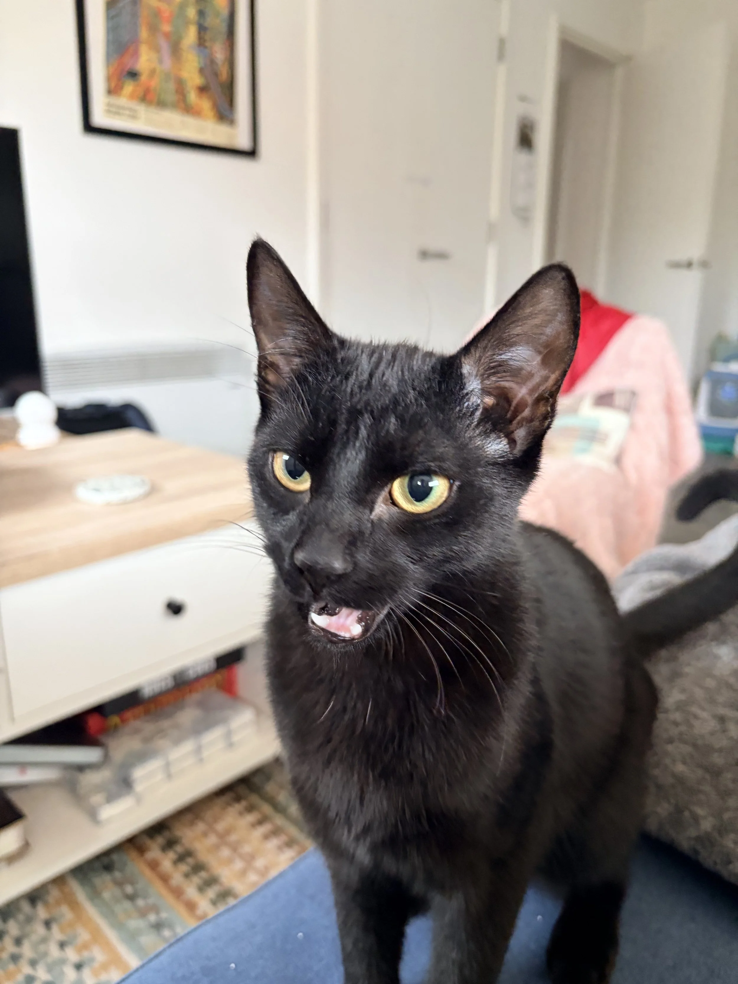 Close-up of a black cat with yellow eyes, partially sitting on a person's lap, indoors in a living room with a white cabinet and art on the wall in the background.