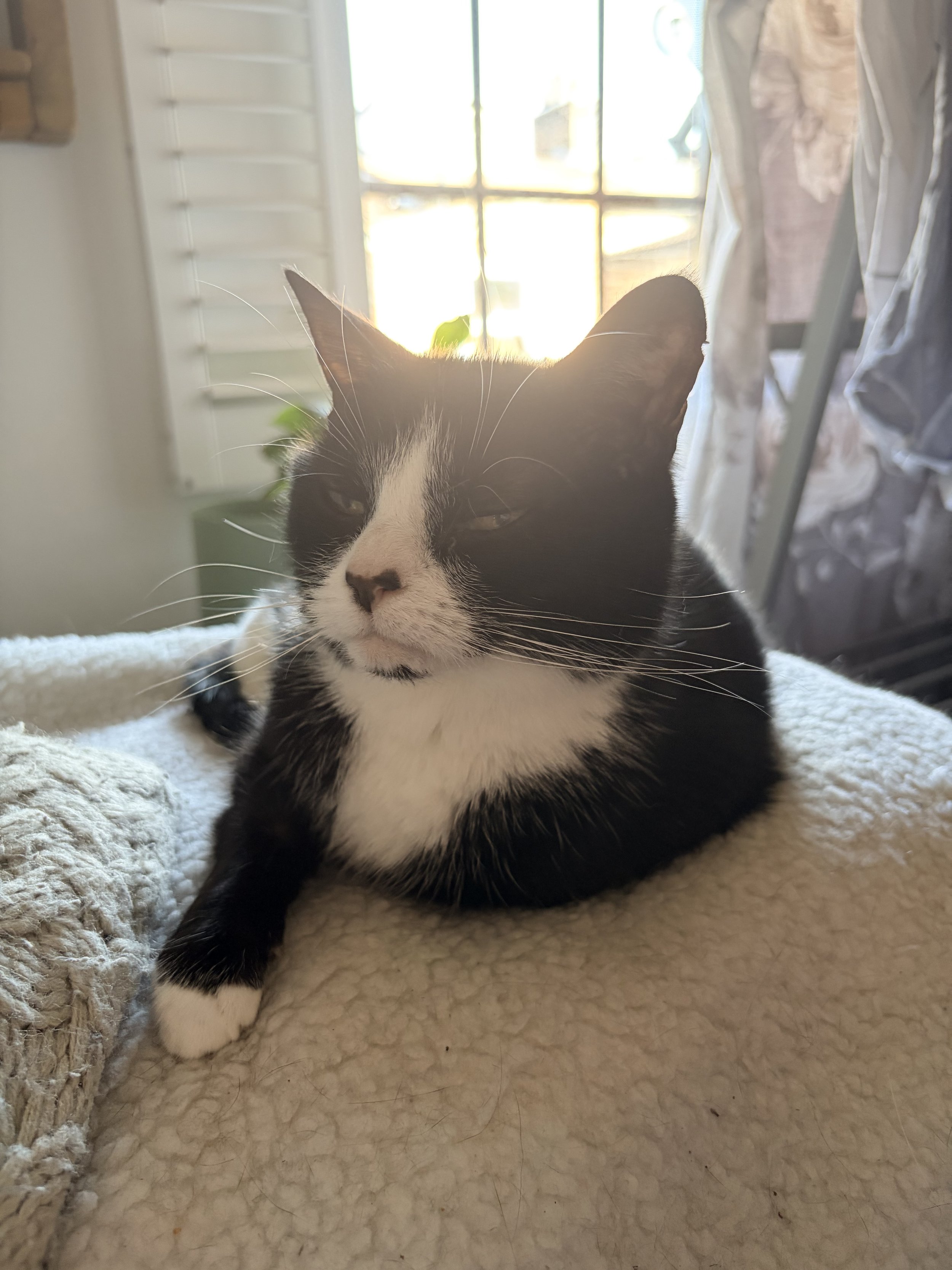 A black and white cat lying on a soft surface, with sunlight coming through a window in the background.